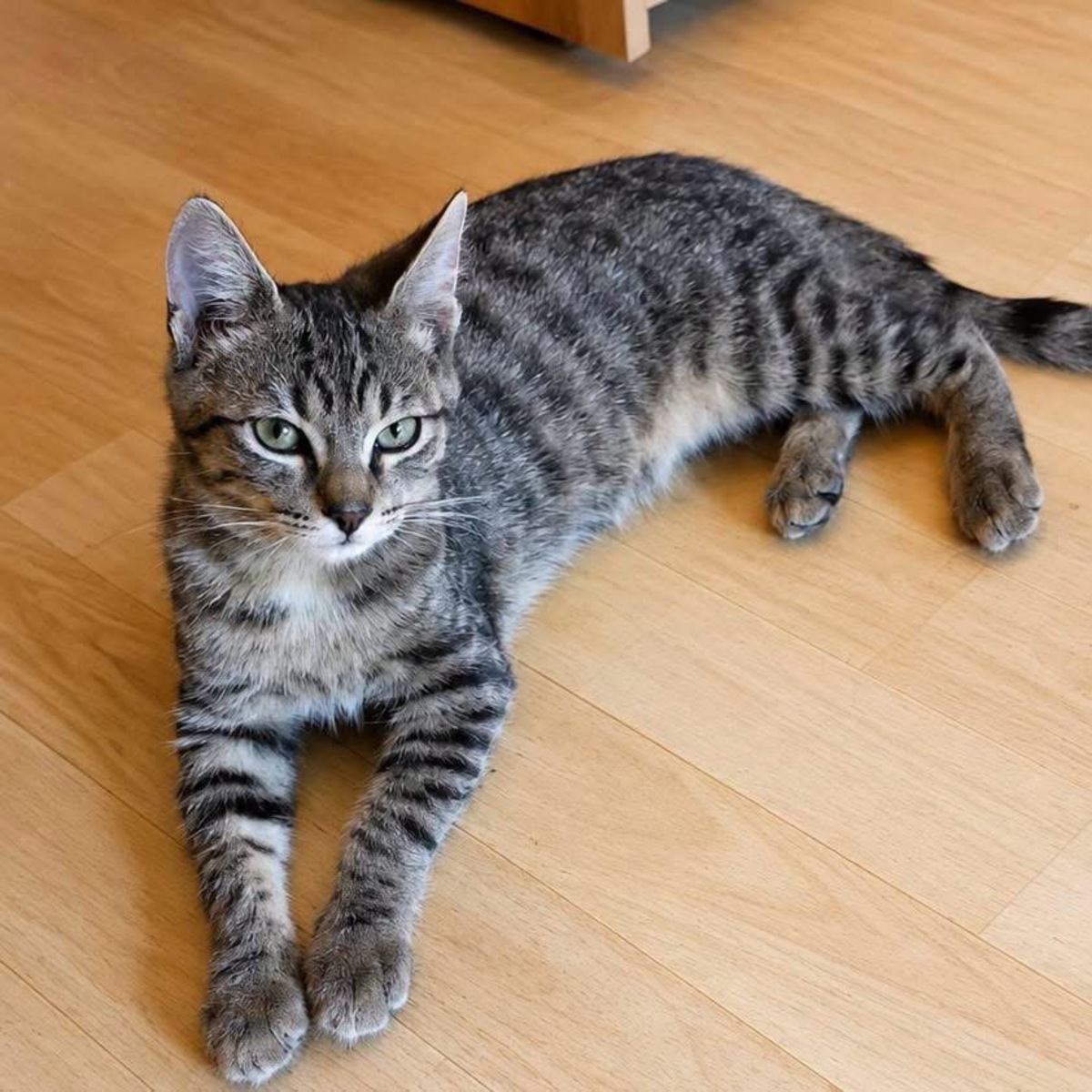 Adoption Camaïeu 