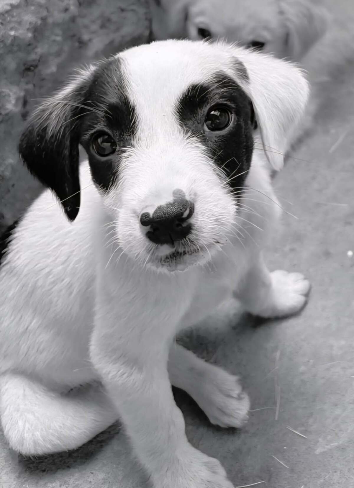 Adoption Billy