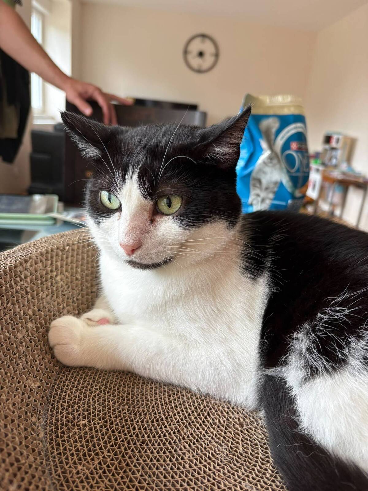 Adoption Myko