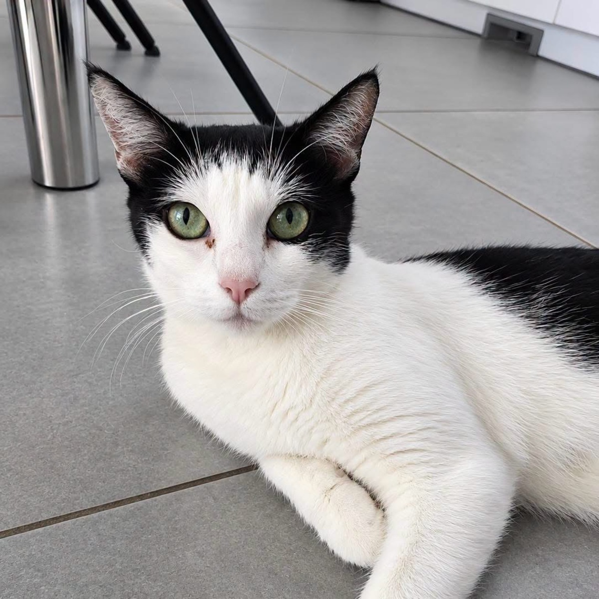 Adoption Pralinette