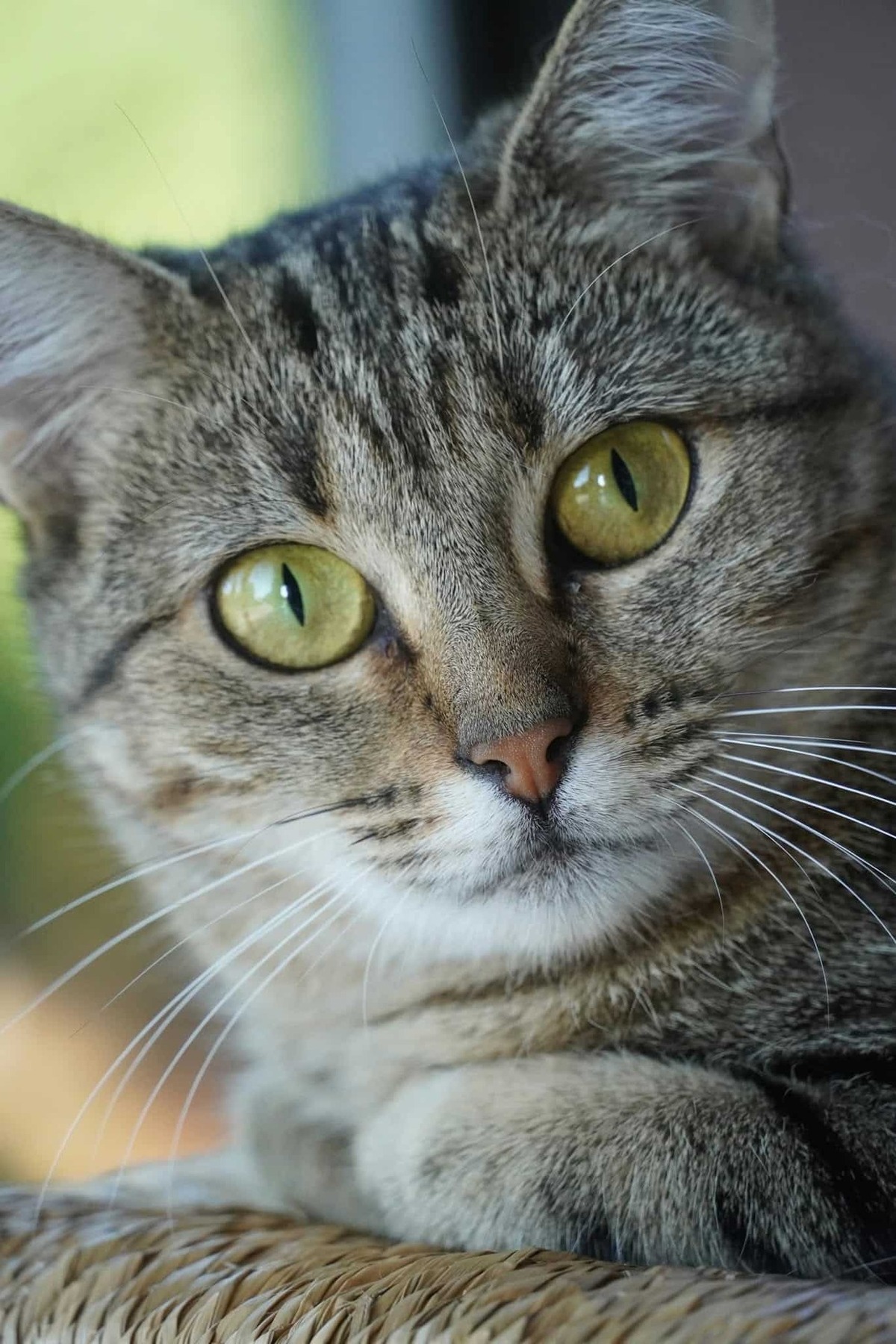 Adoption Bella