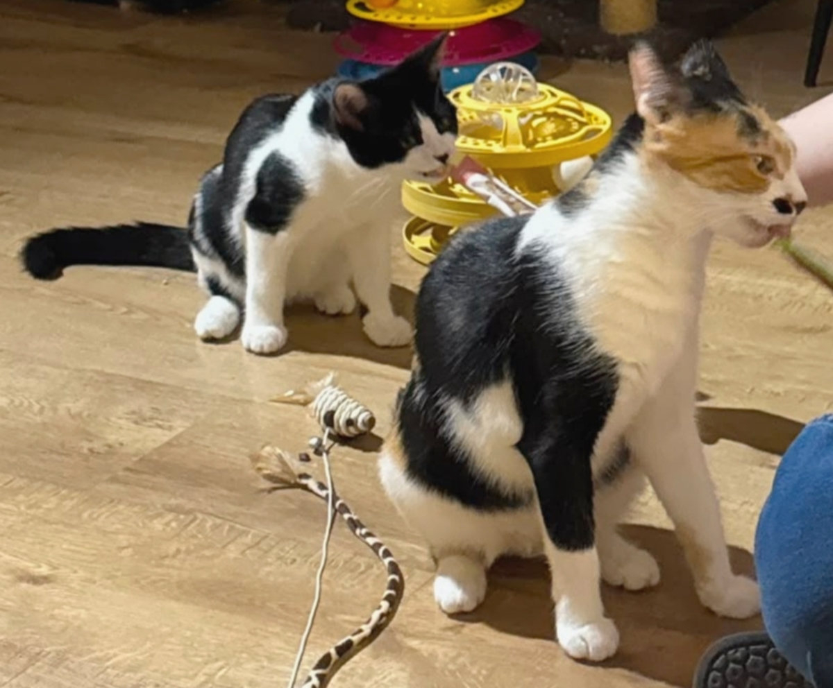 Adoption Moosh et Skadi
