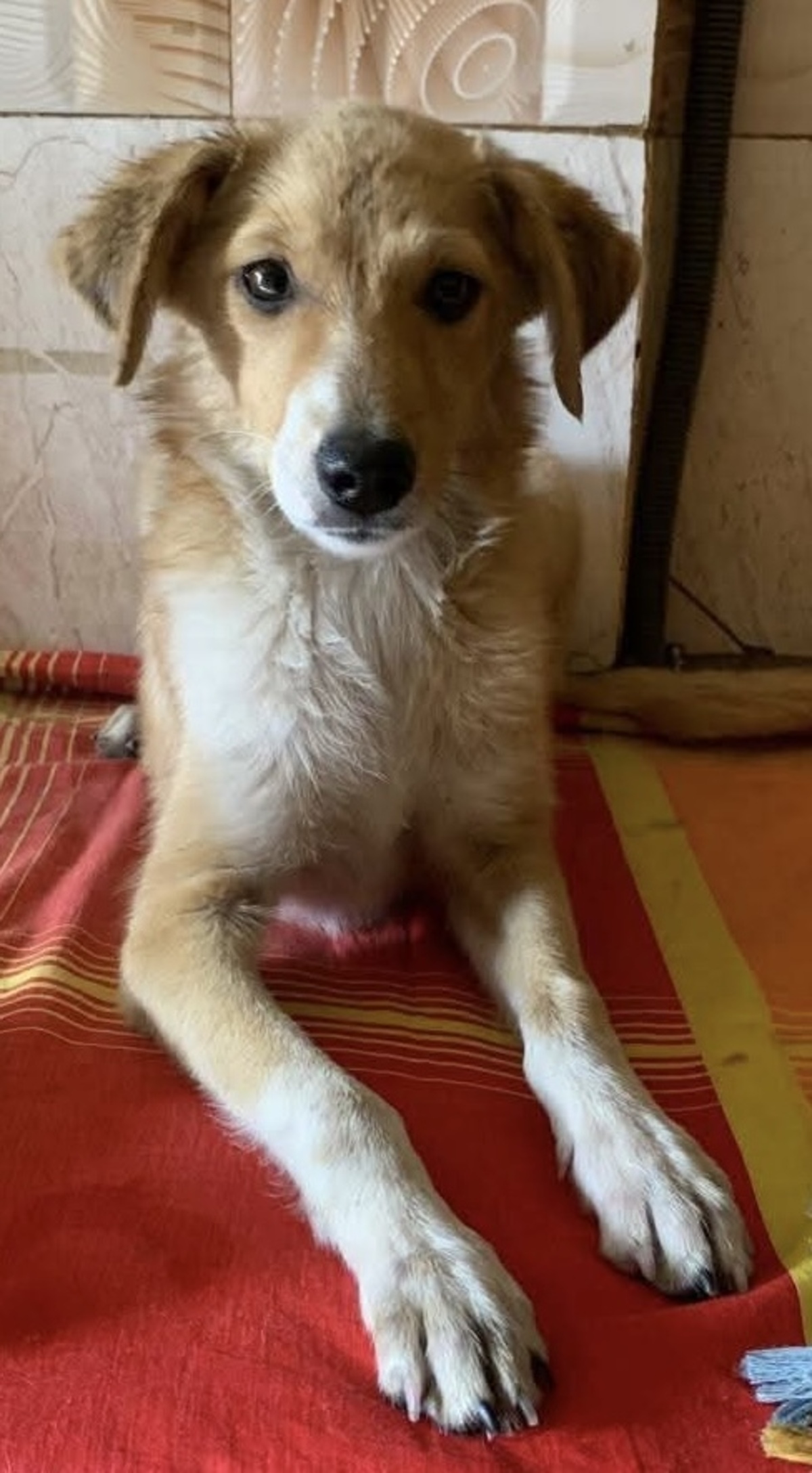 Adoption Alma