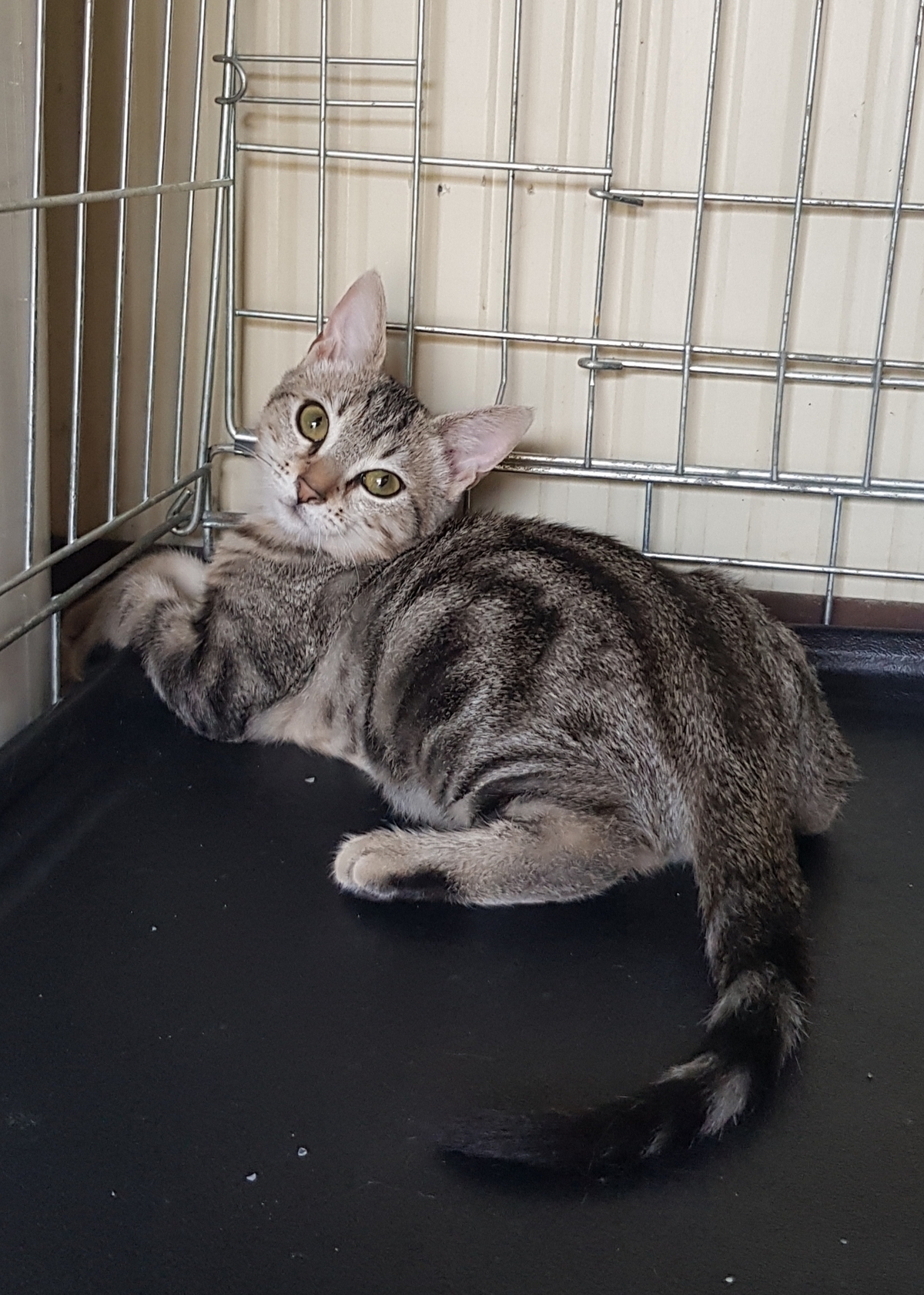 Adoption Perla