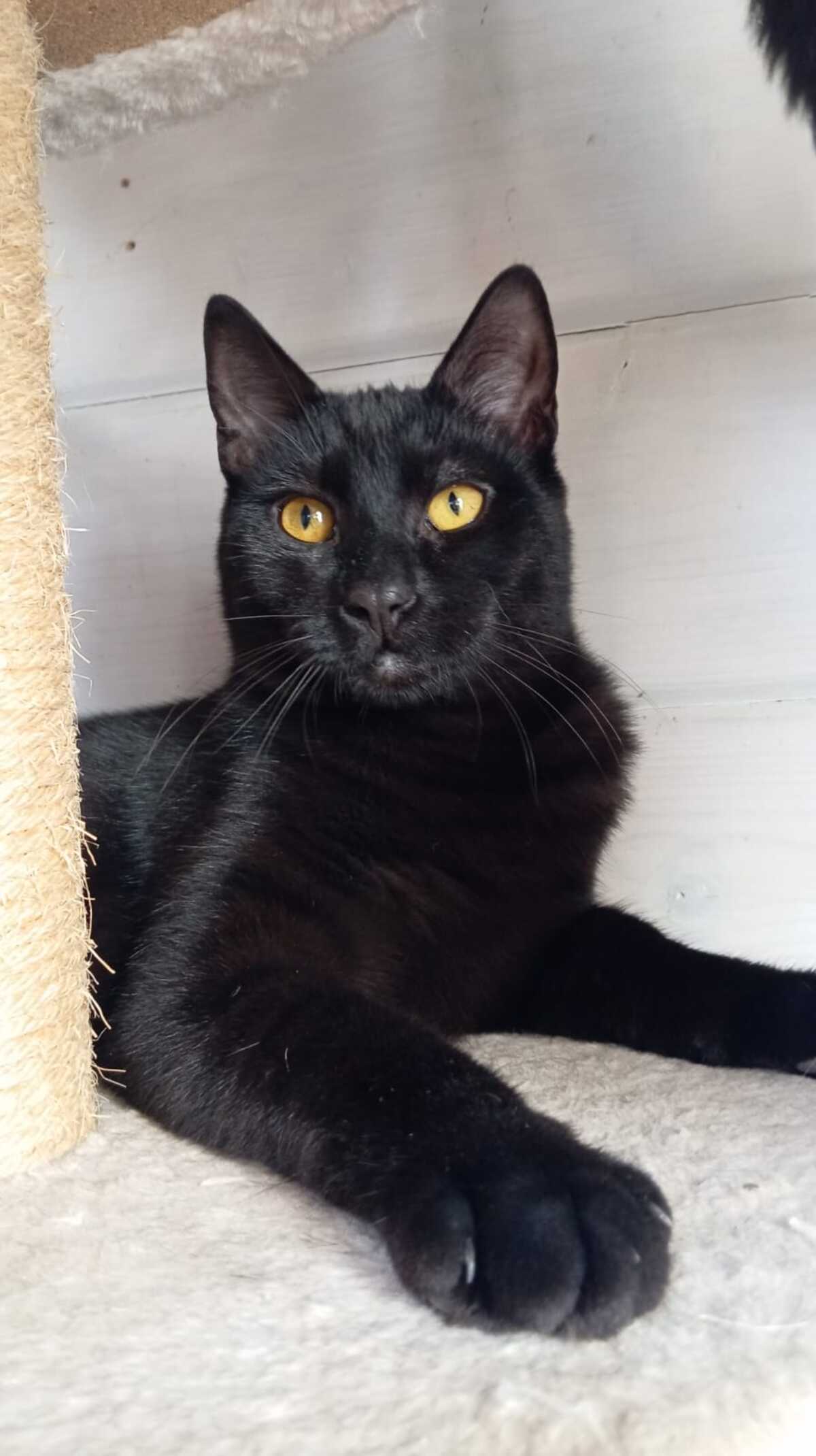 Adoption MILKSHAKE