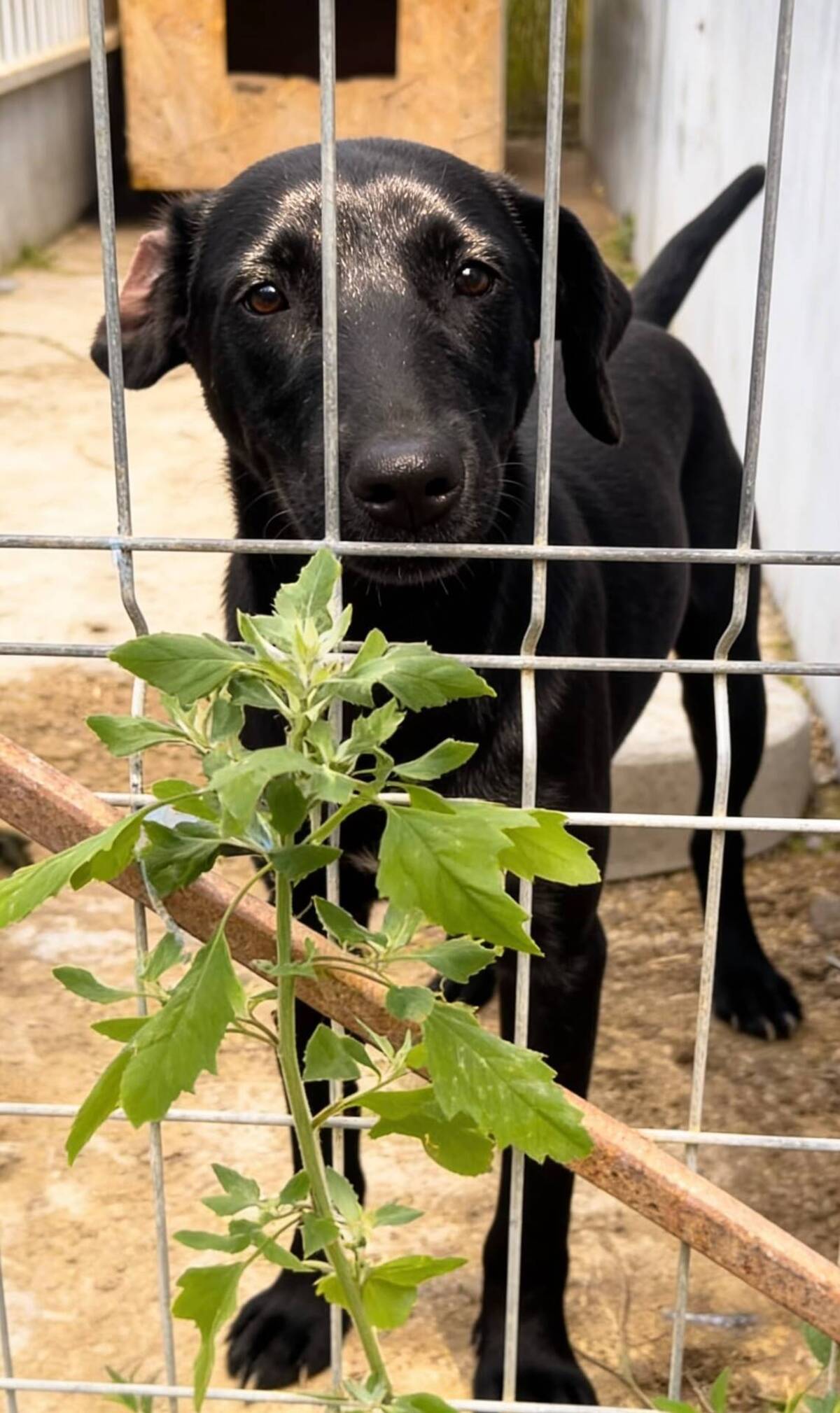 Adoption Senka