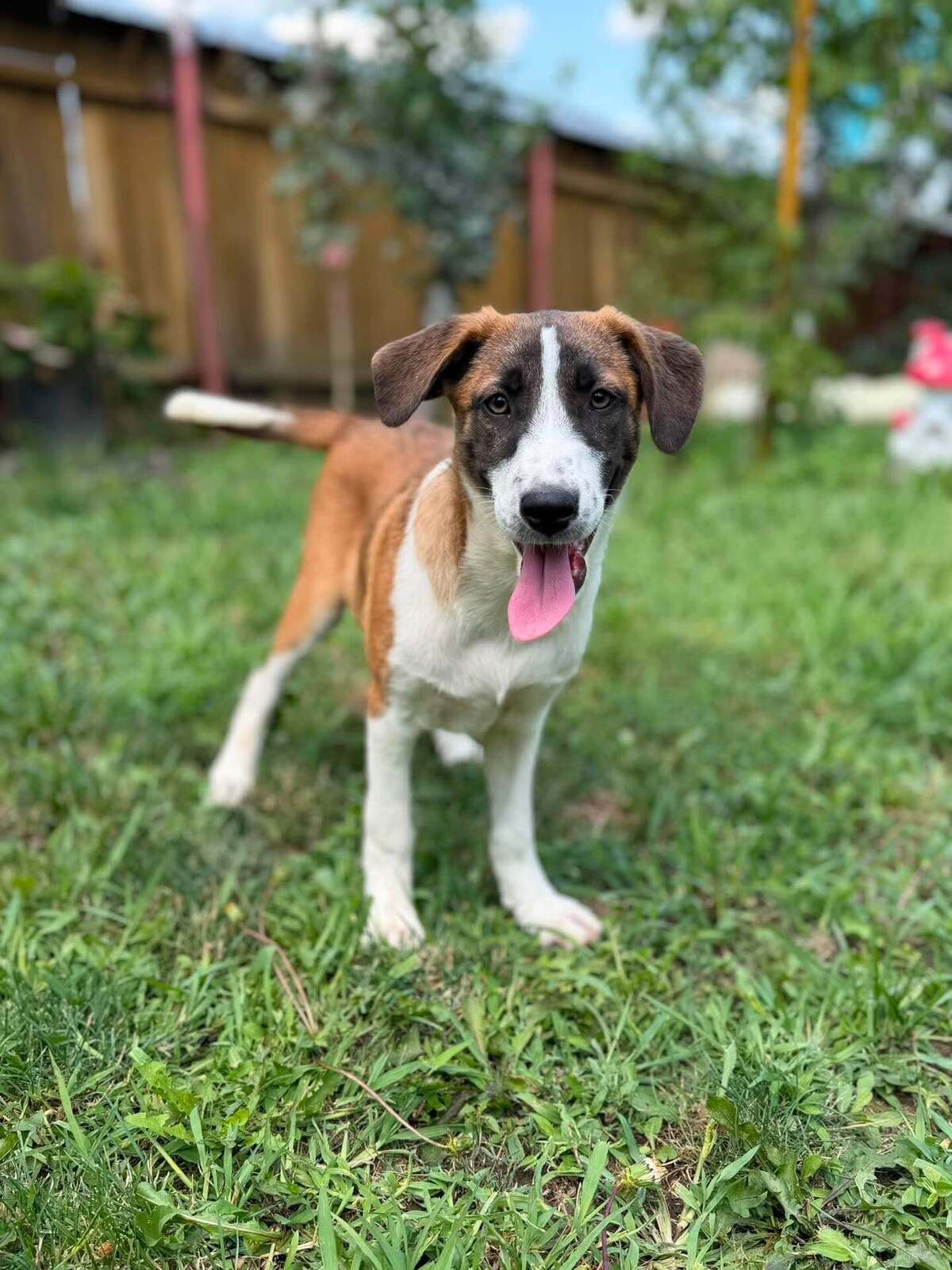 Adoption CALENDULA