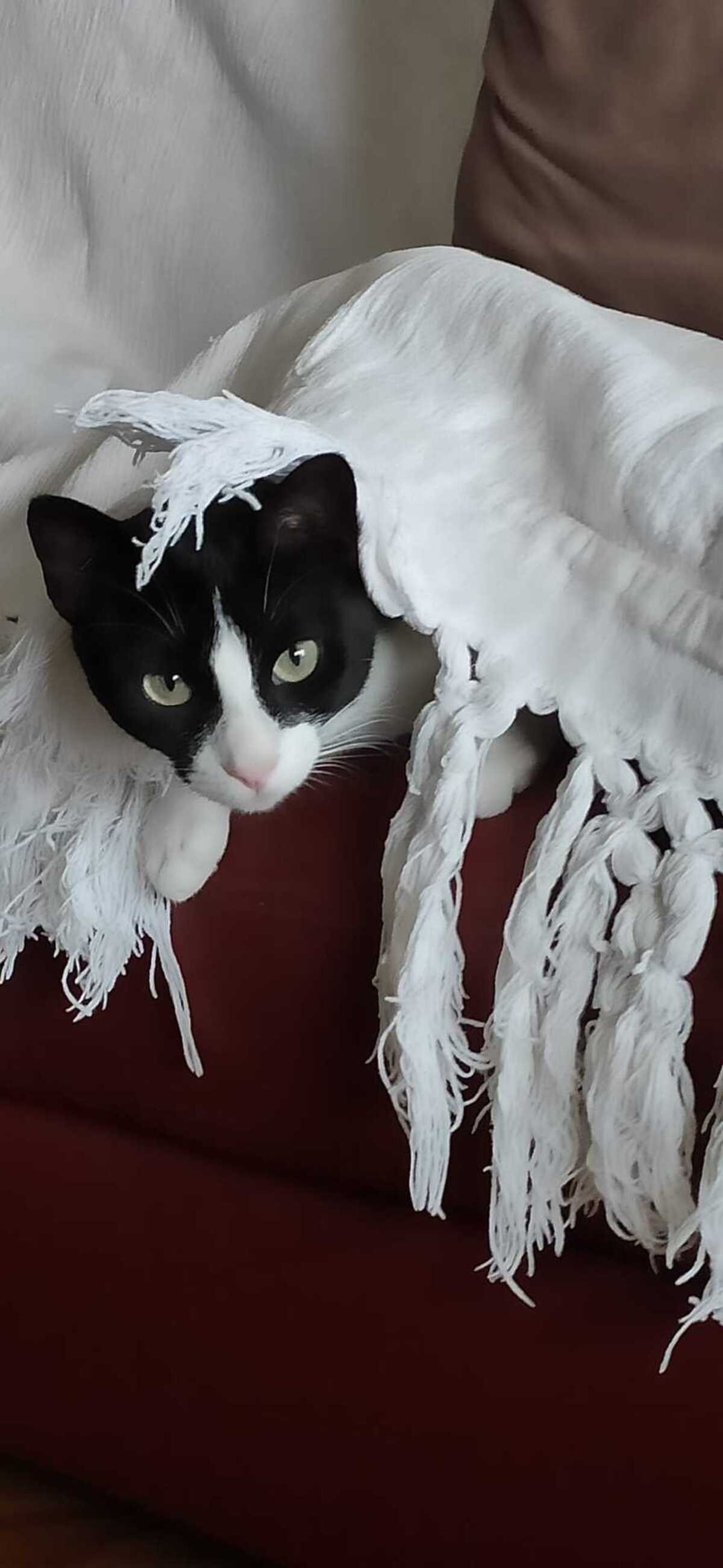 Adoption Minouchka 