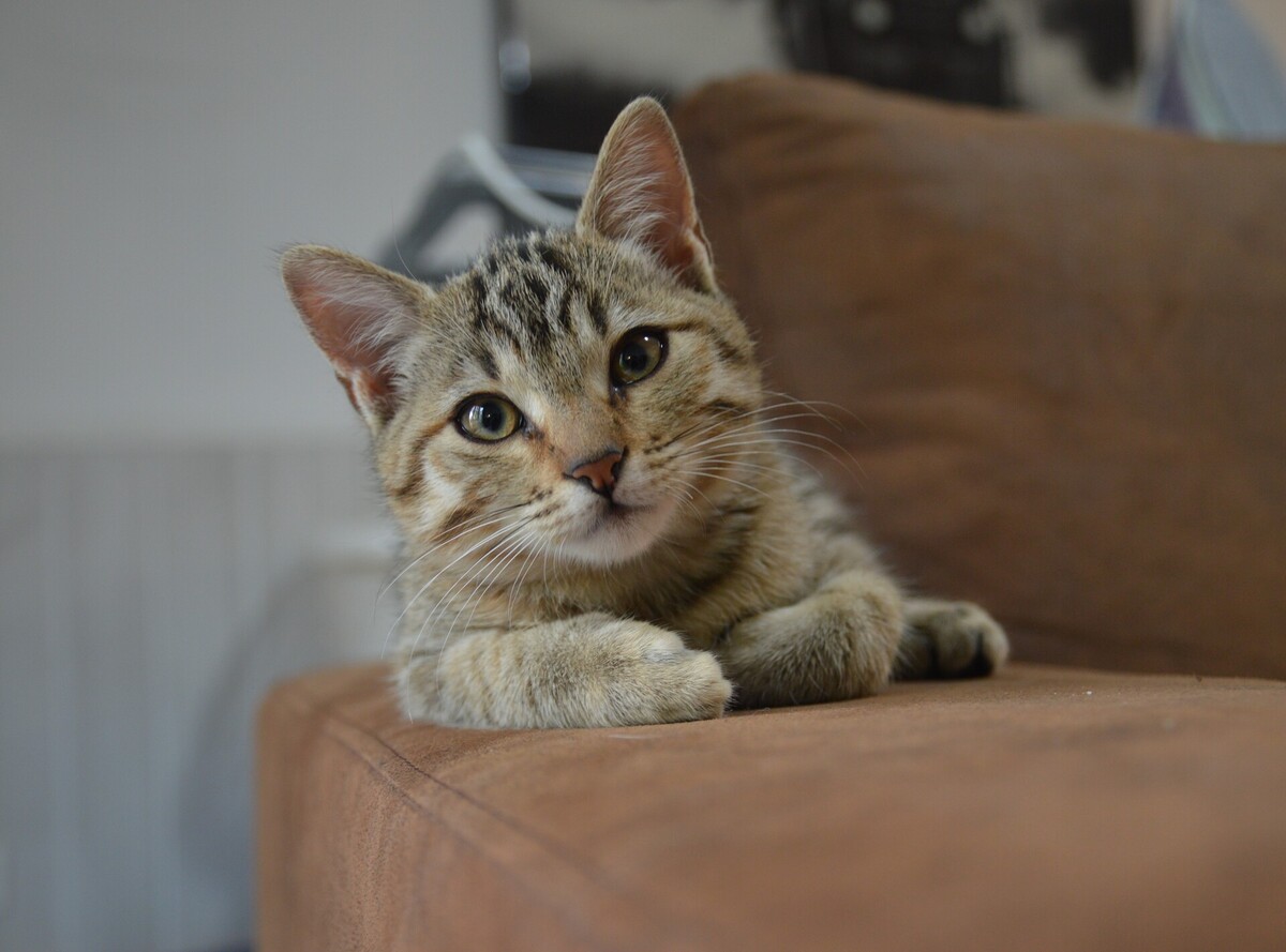 Adoption Nami