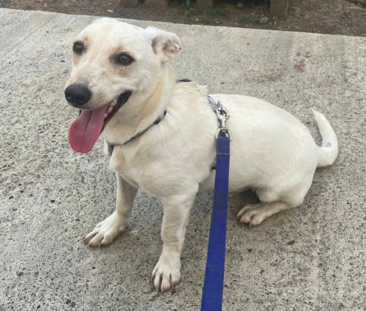 Adoption BRUNO, chien de Ukraine!