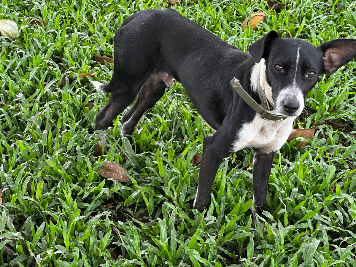 Adoption Frisco