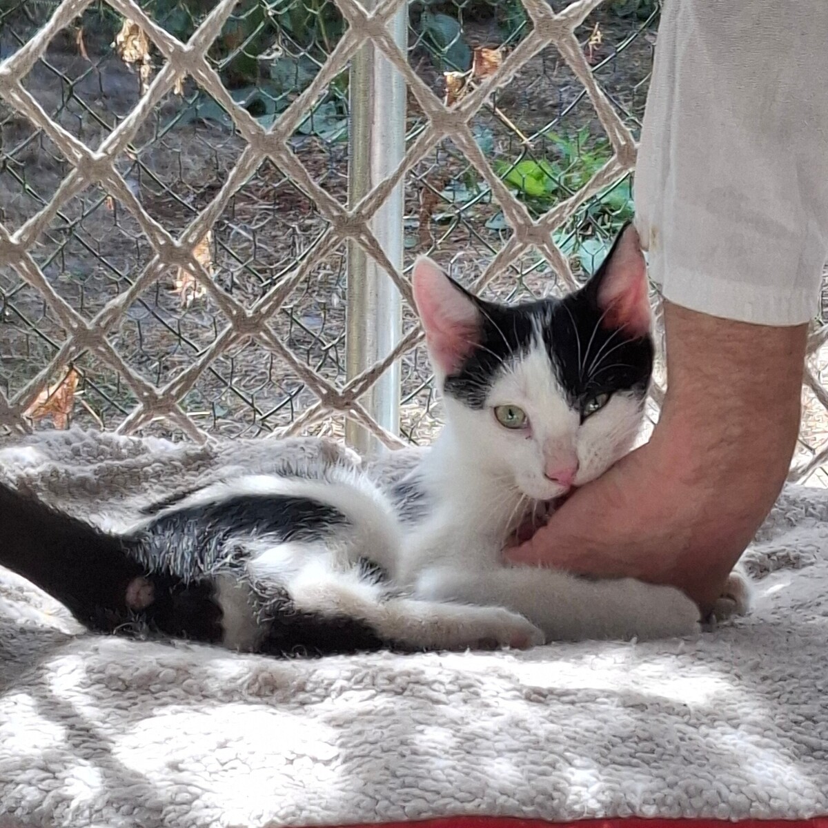 Adoption Buddy