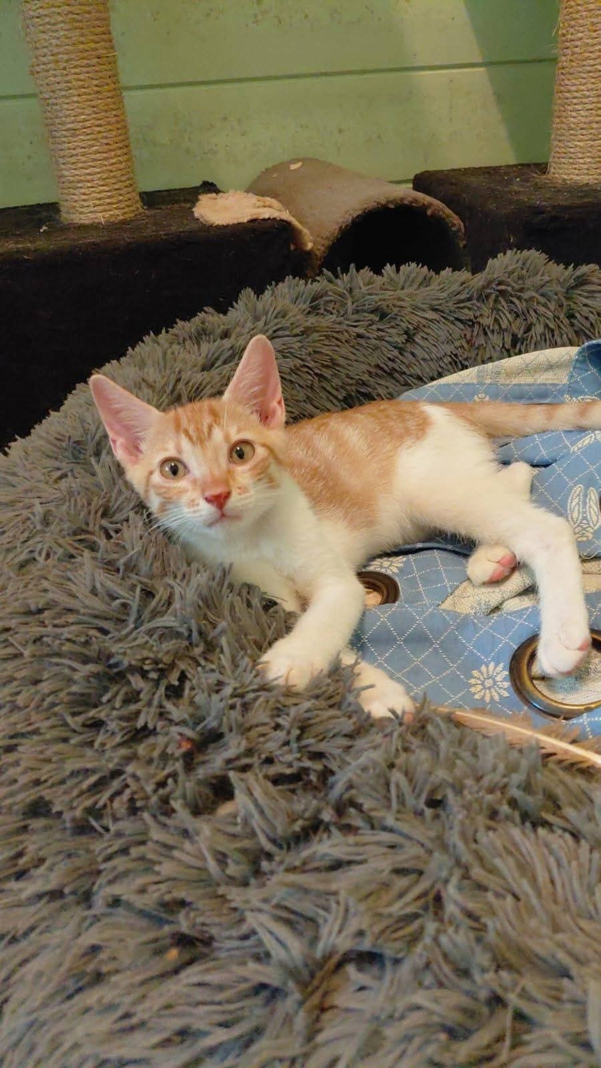 Adoption Isaure