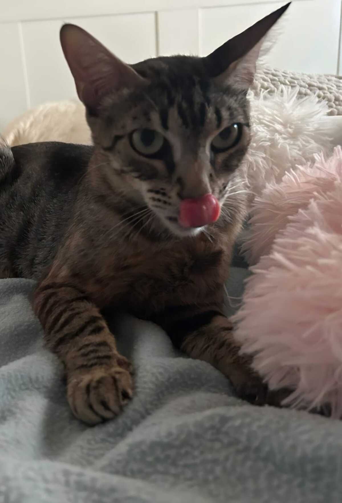 Adoption PEGGY