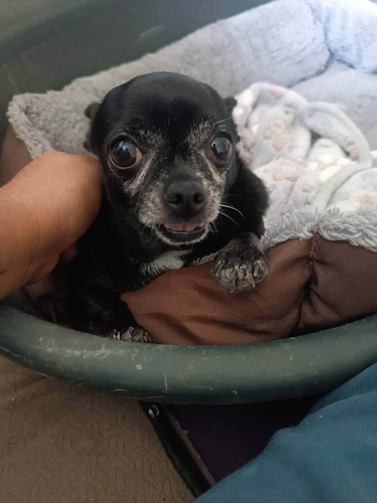 Adoption Valeria