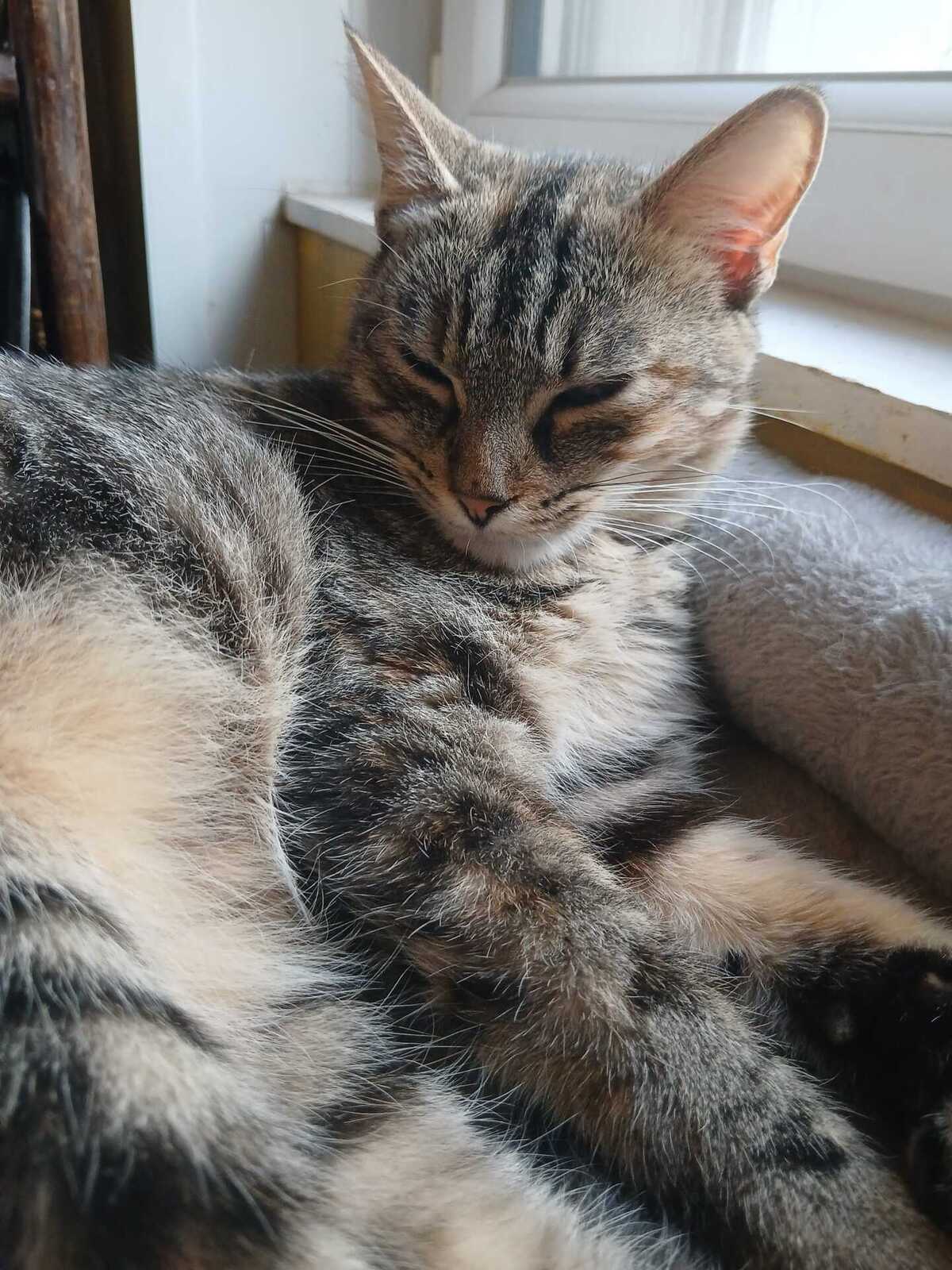 Adoption Mai Mai