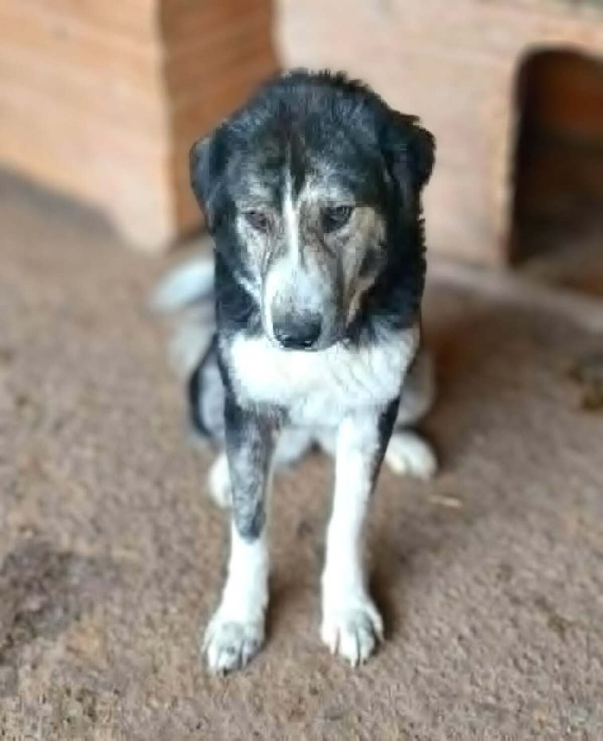 Adoption Majo