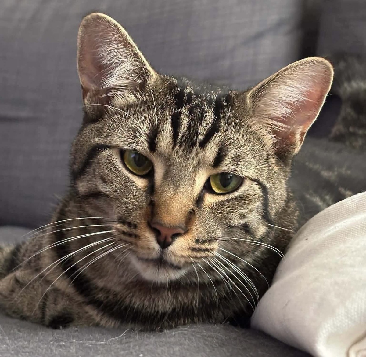 Adoption Qita