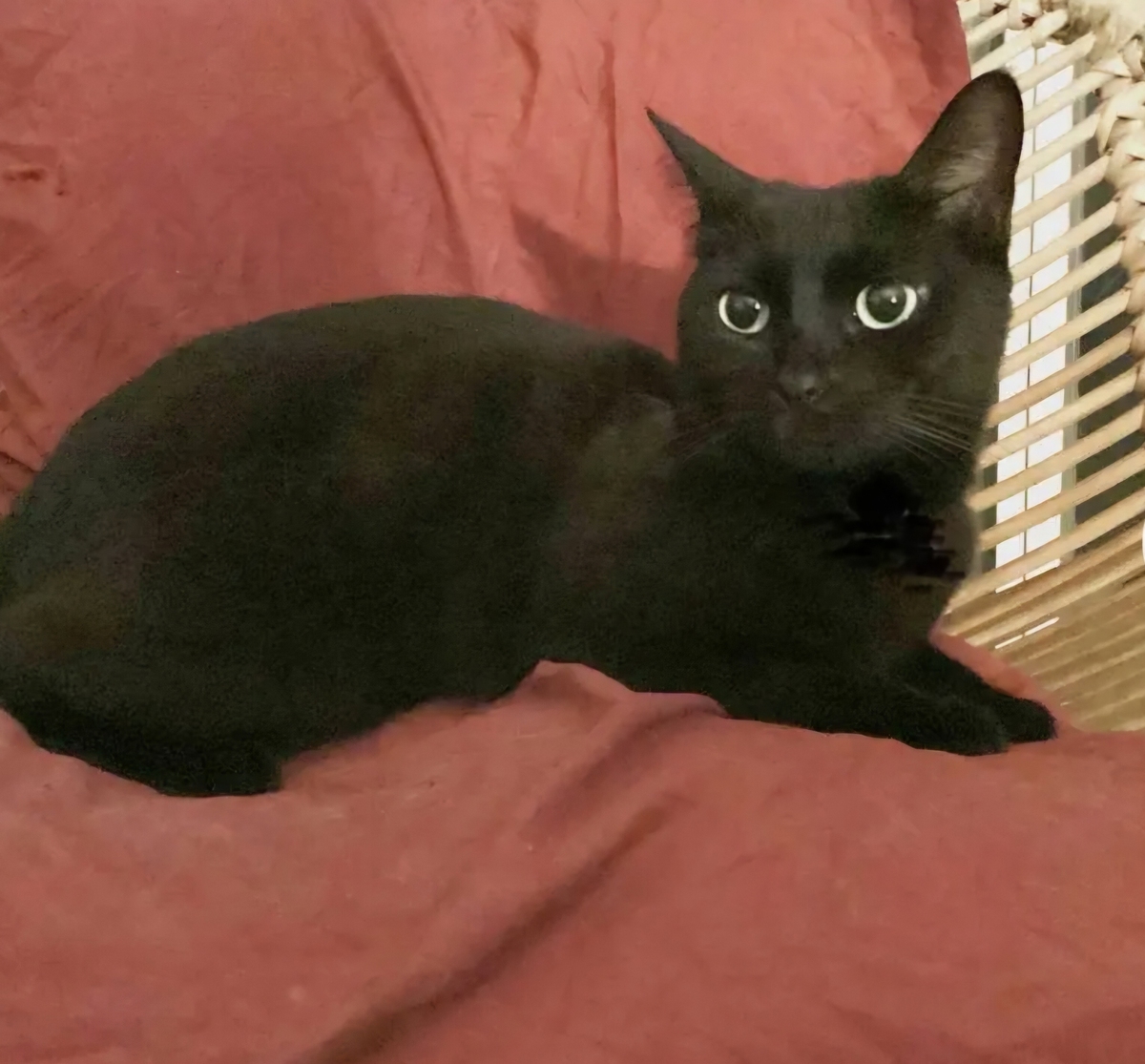Adoption Zyrä