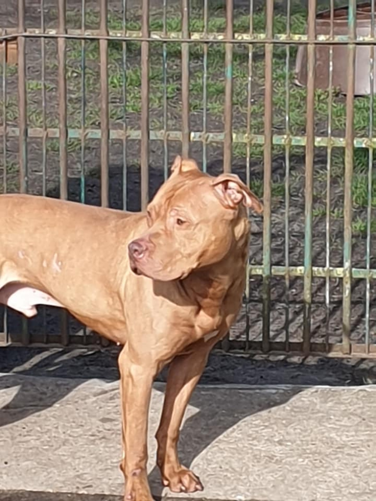 Adoption Marley