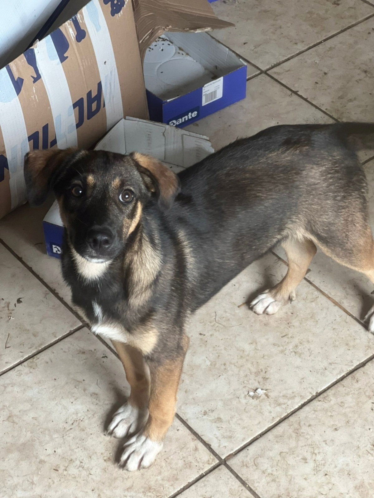 Adoption Immie