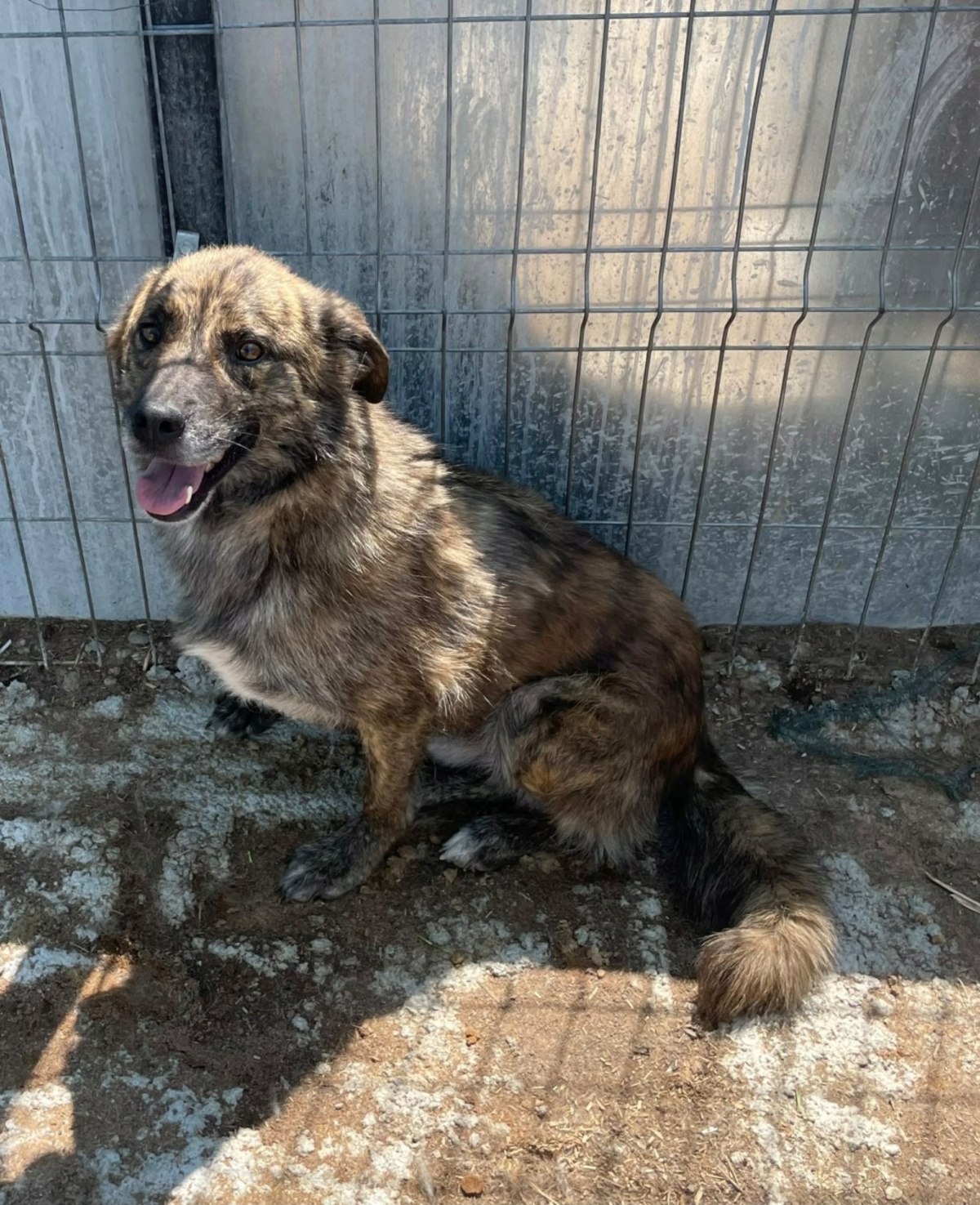 Adoption Flavio