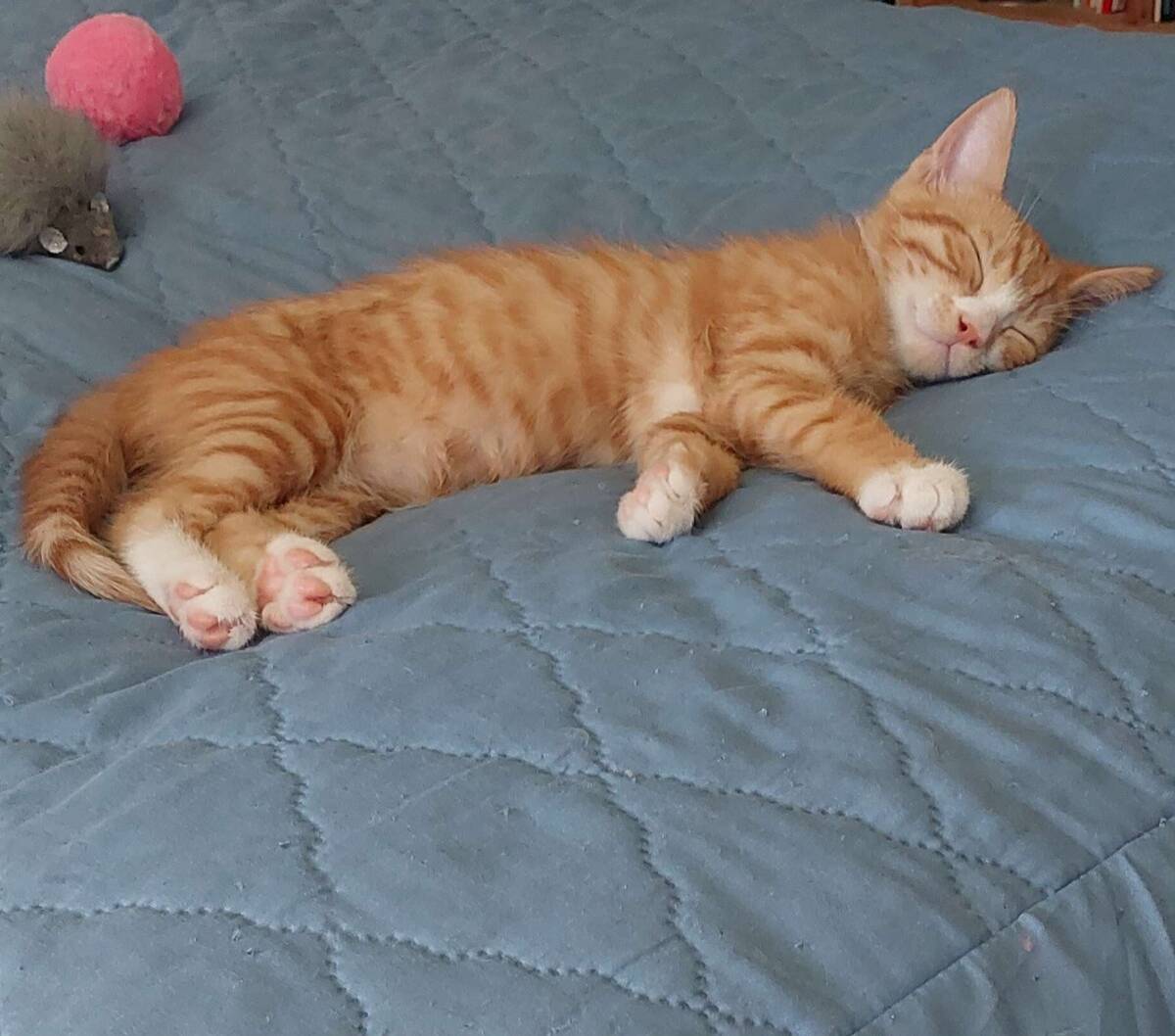 Adoption Billy