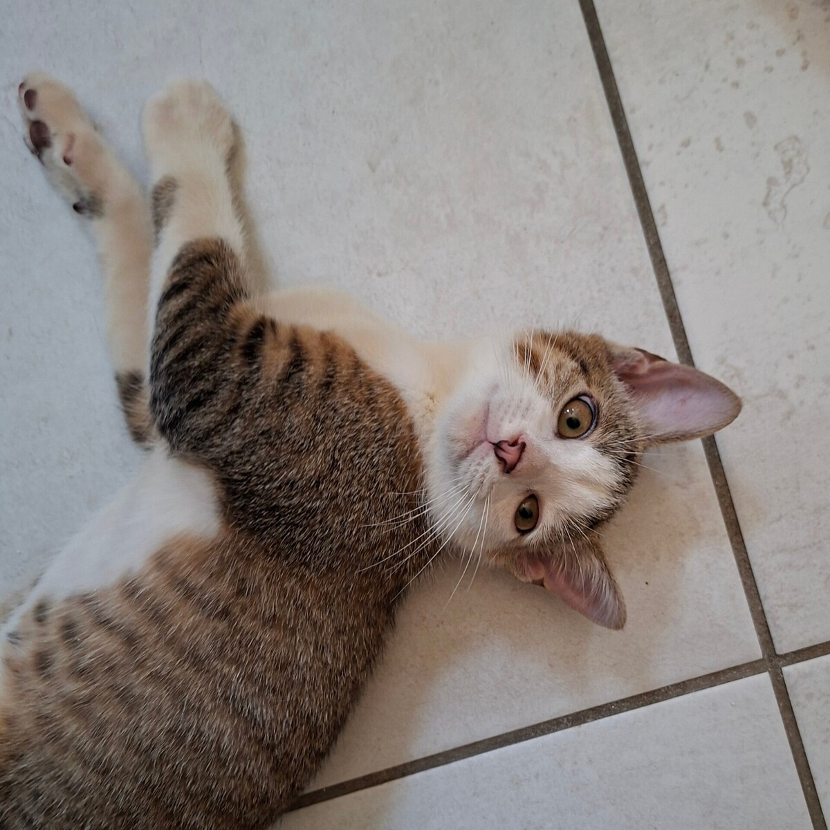 Adoption BOURDON