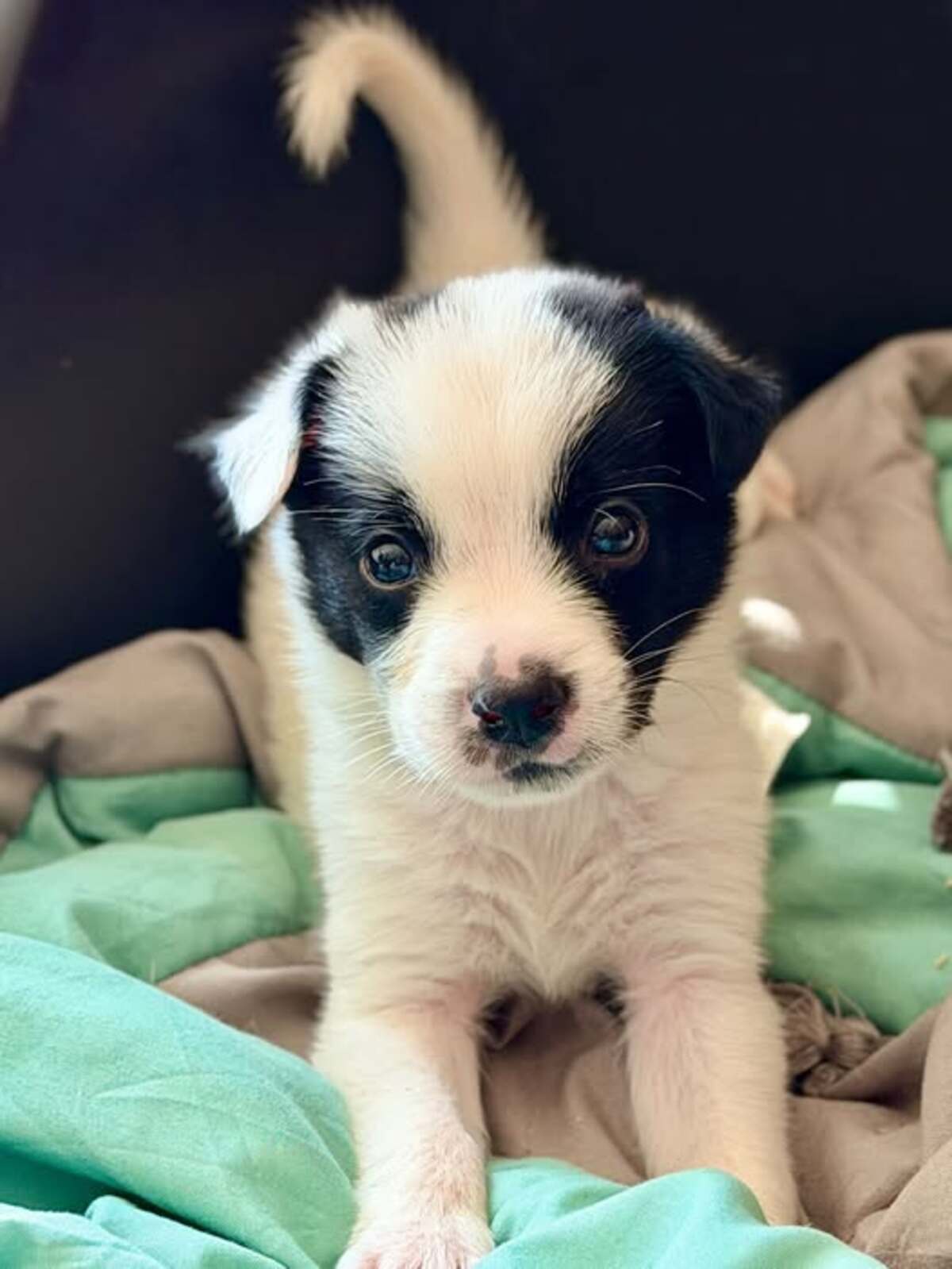 Adoption Suki