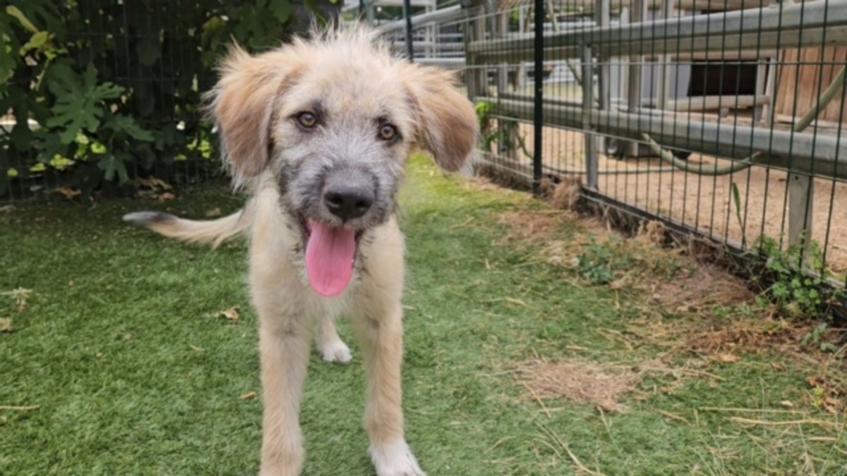Adoption Siya
