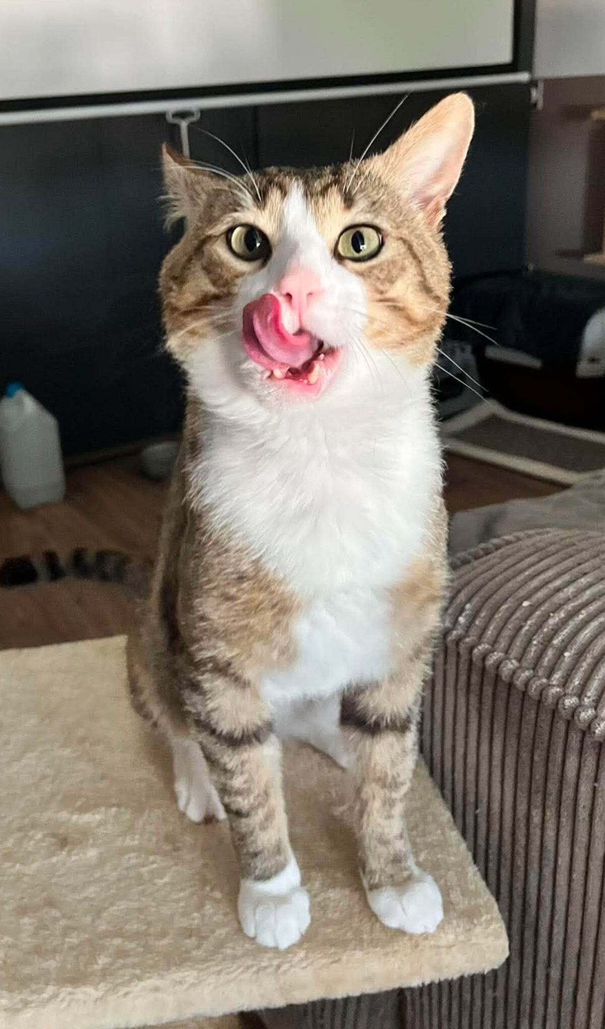 Adoption Tommy