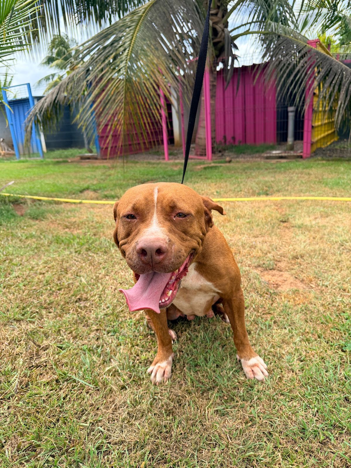 Adoption Starlett