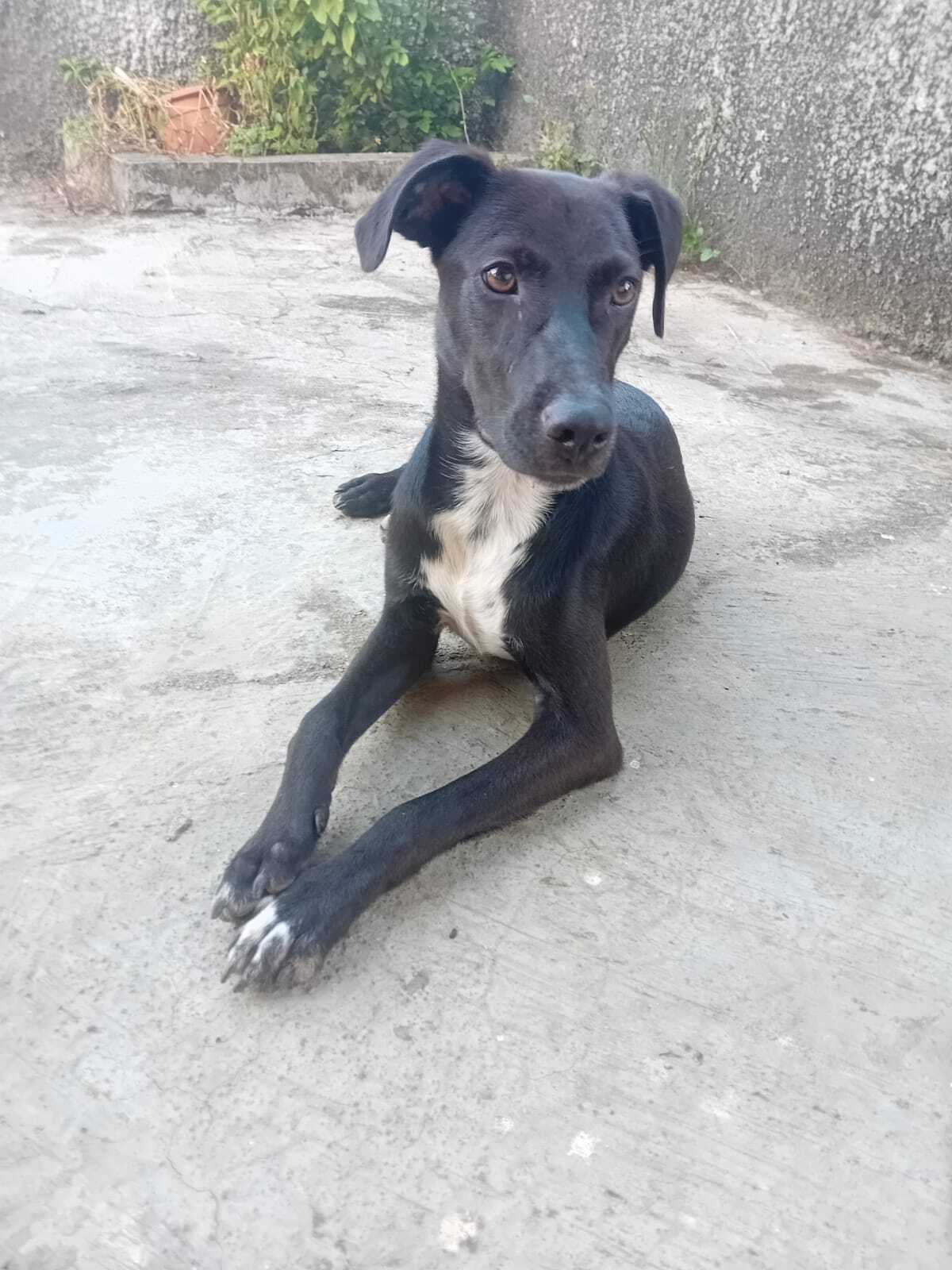 Adoption Cheeky