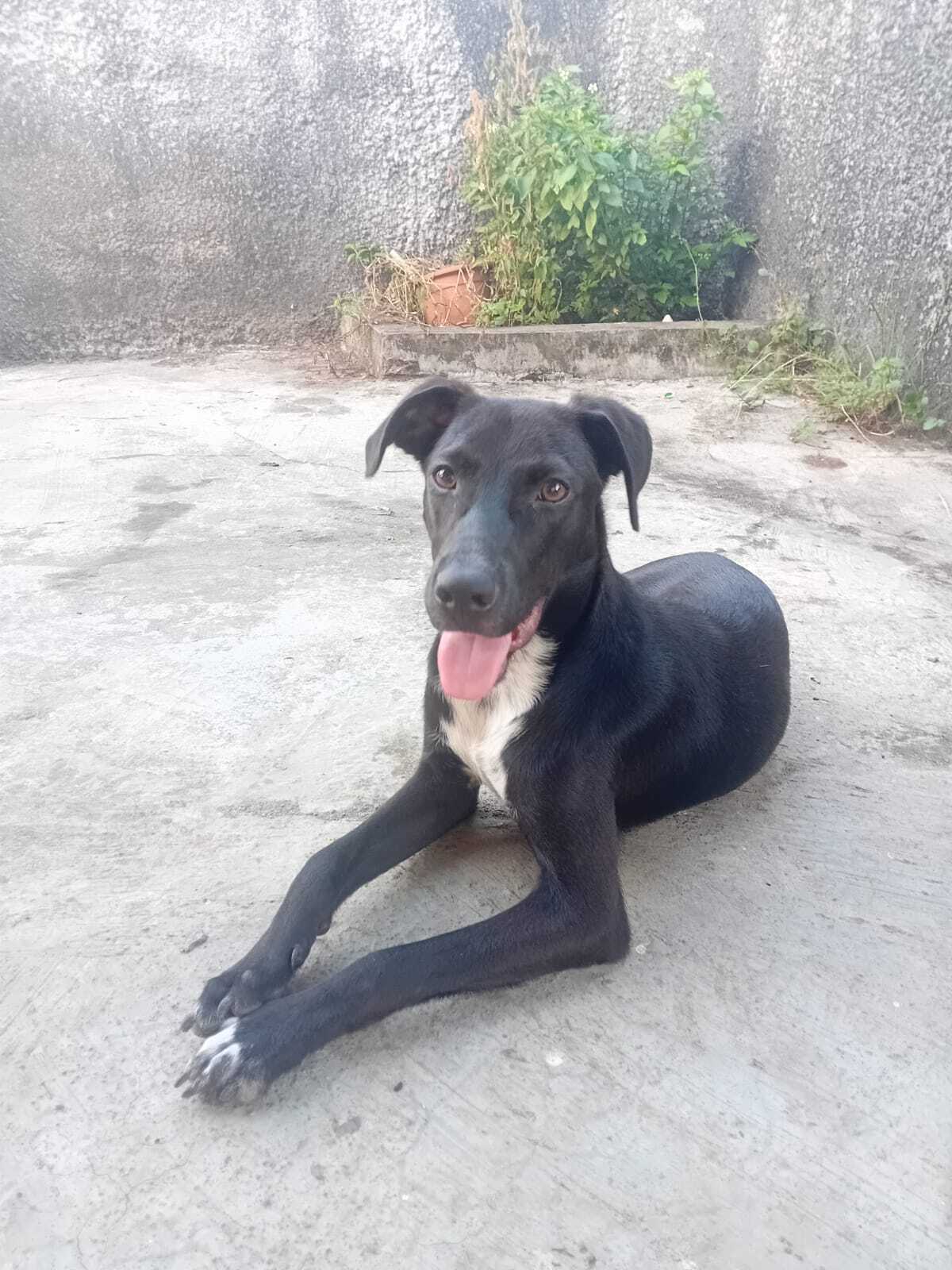 Adoption Cheeky