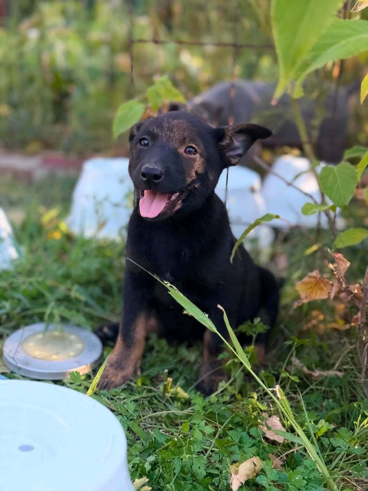 Adoption Mikado