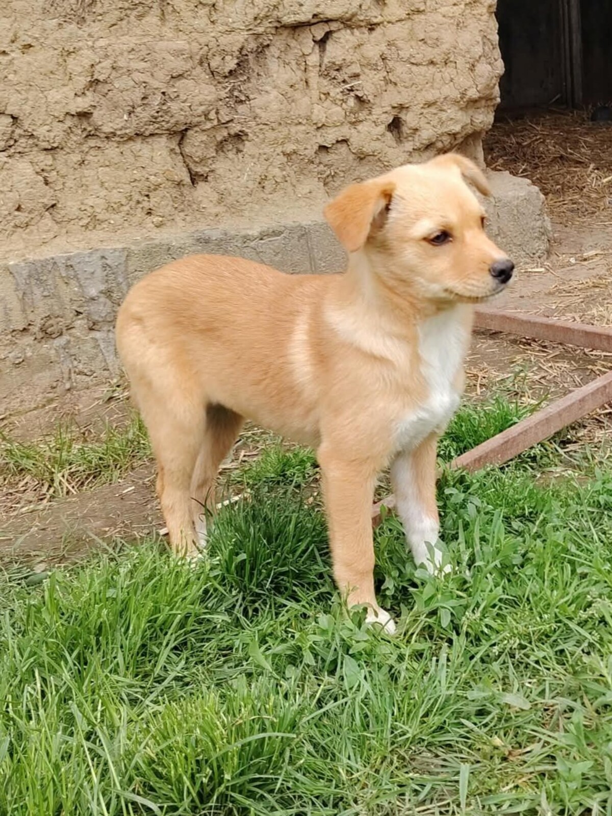 Adoption Jade