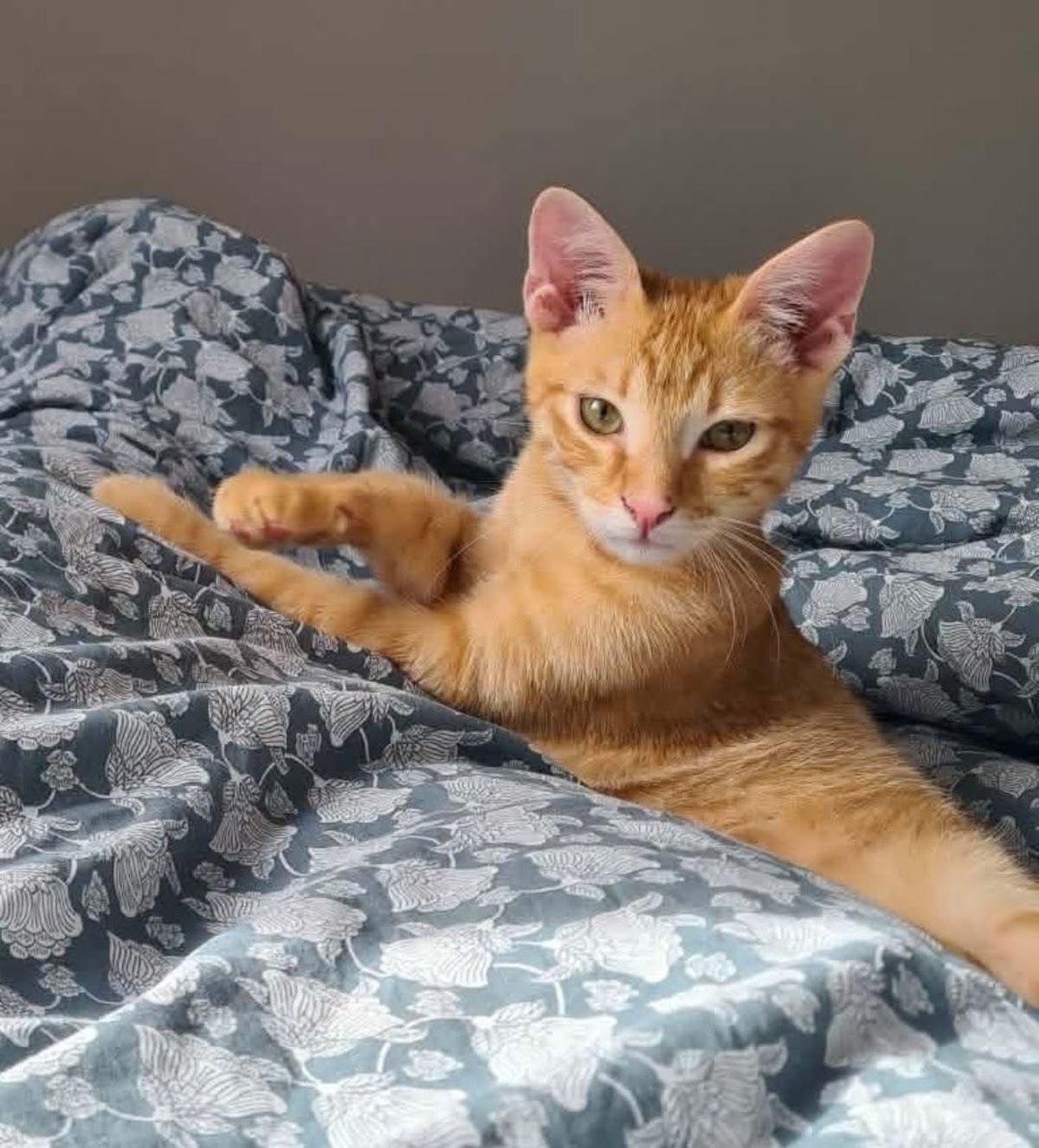Adoption Tchoutchou 