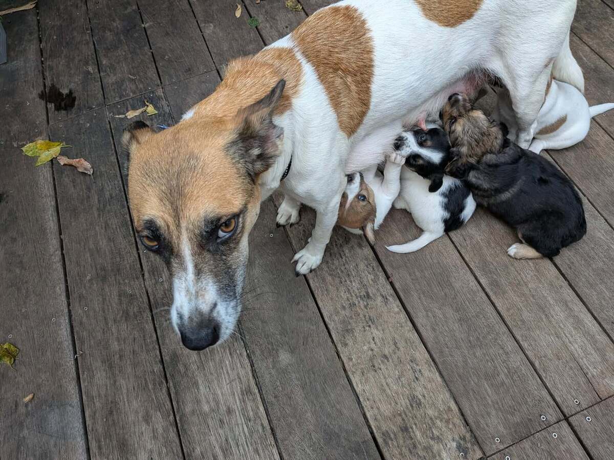 Adoption Syrah