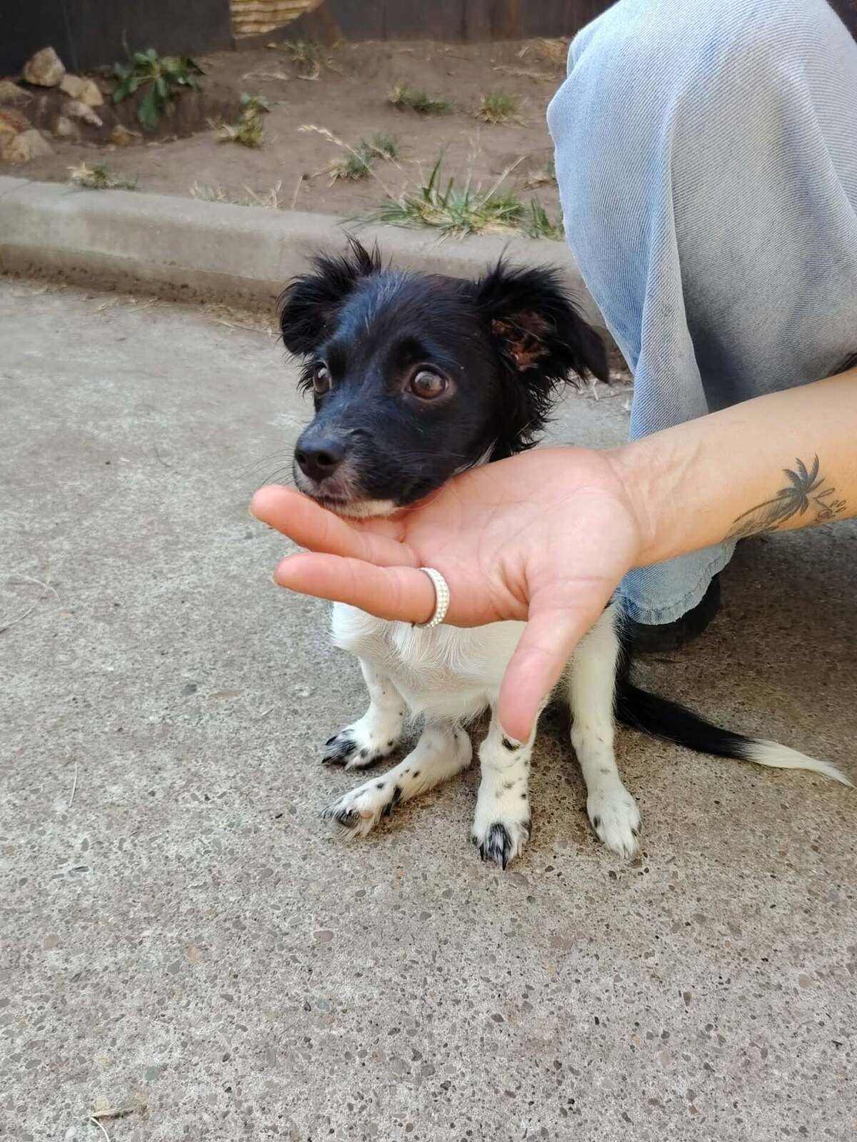 Adoption Réglisse