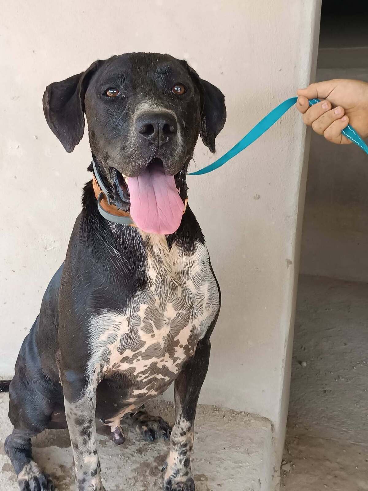 Adoption Salsa