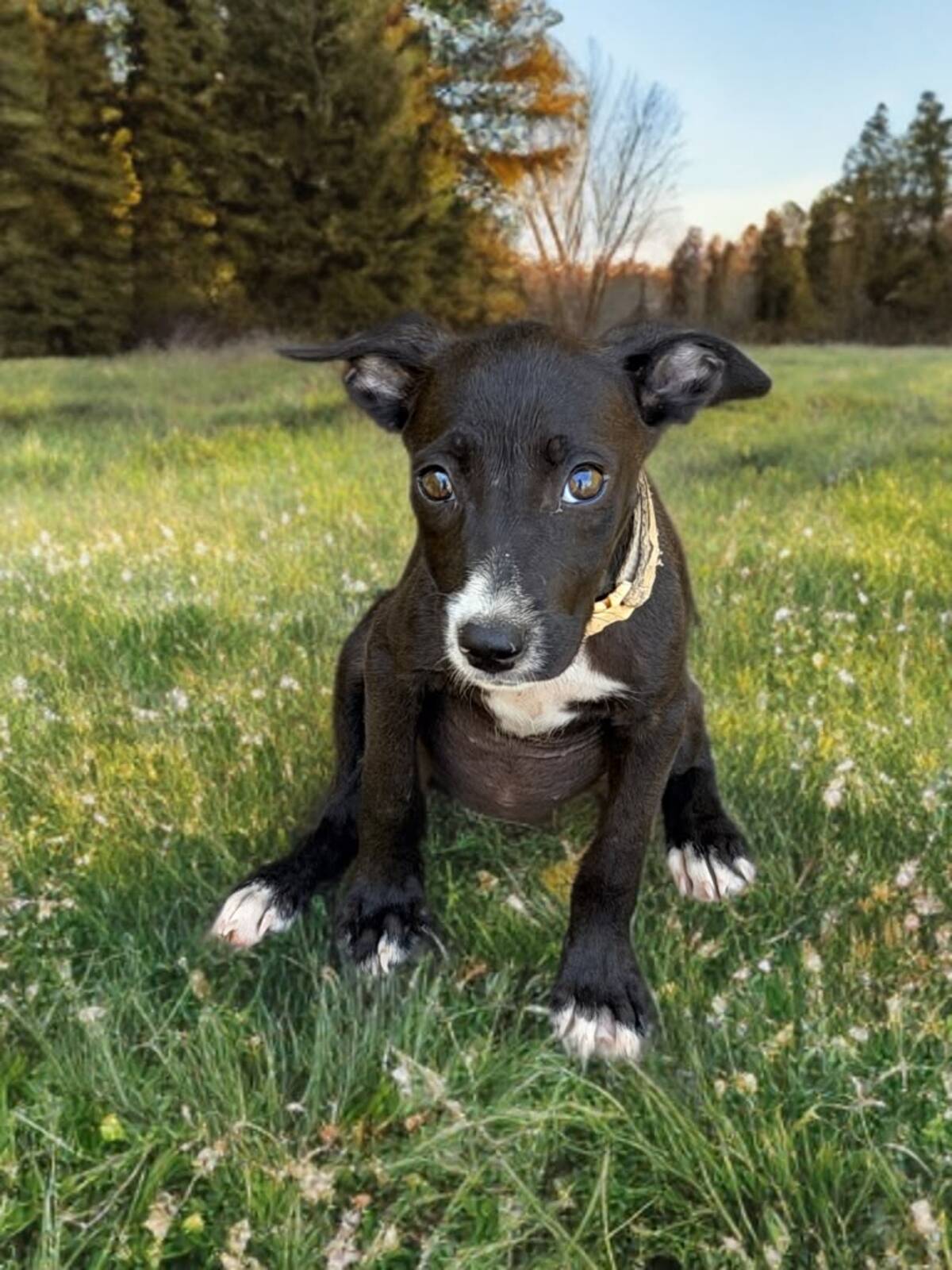 Adoption Ayko