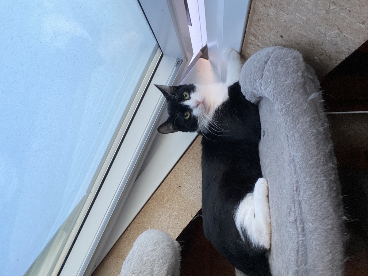 Adoption Maurice