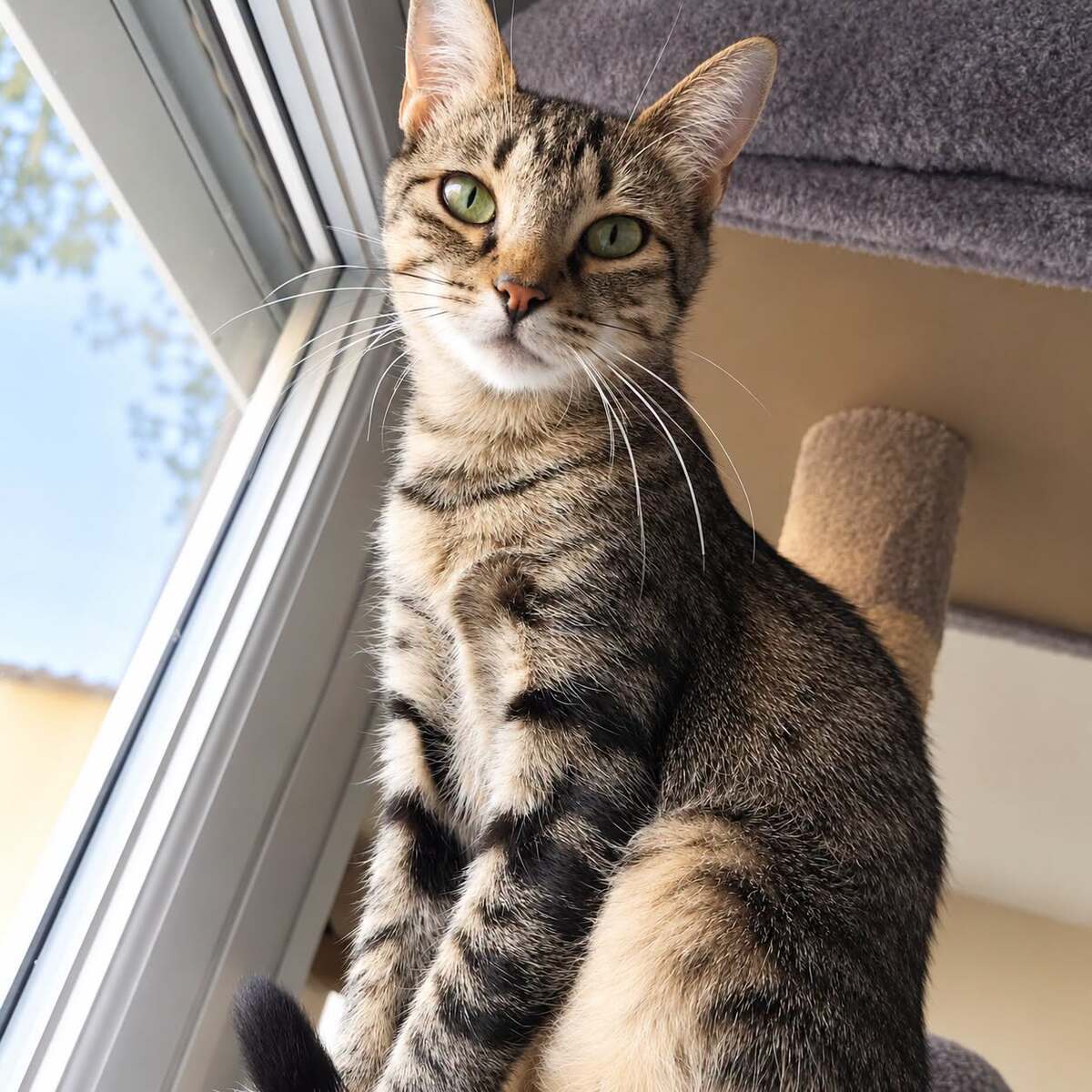 Adoption Mimi Jolie 