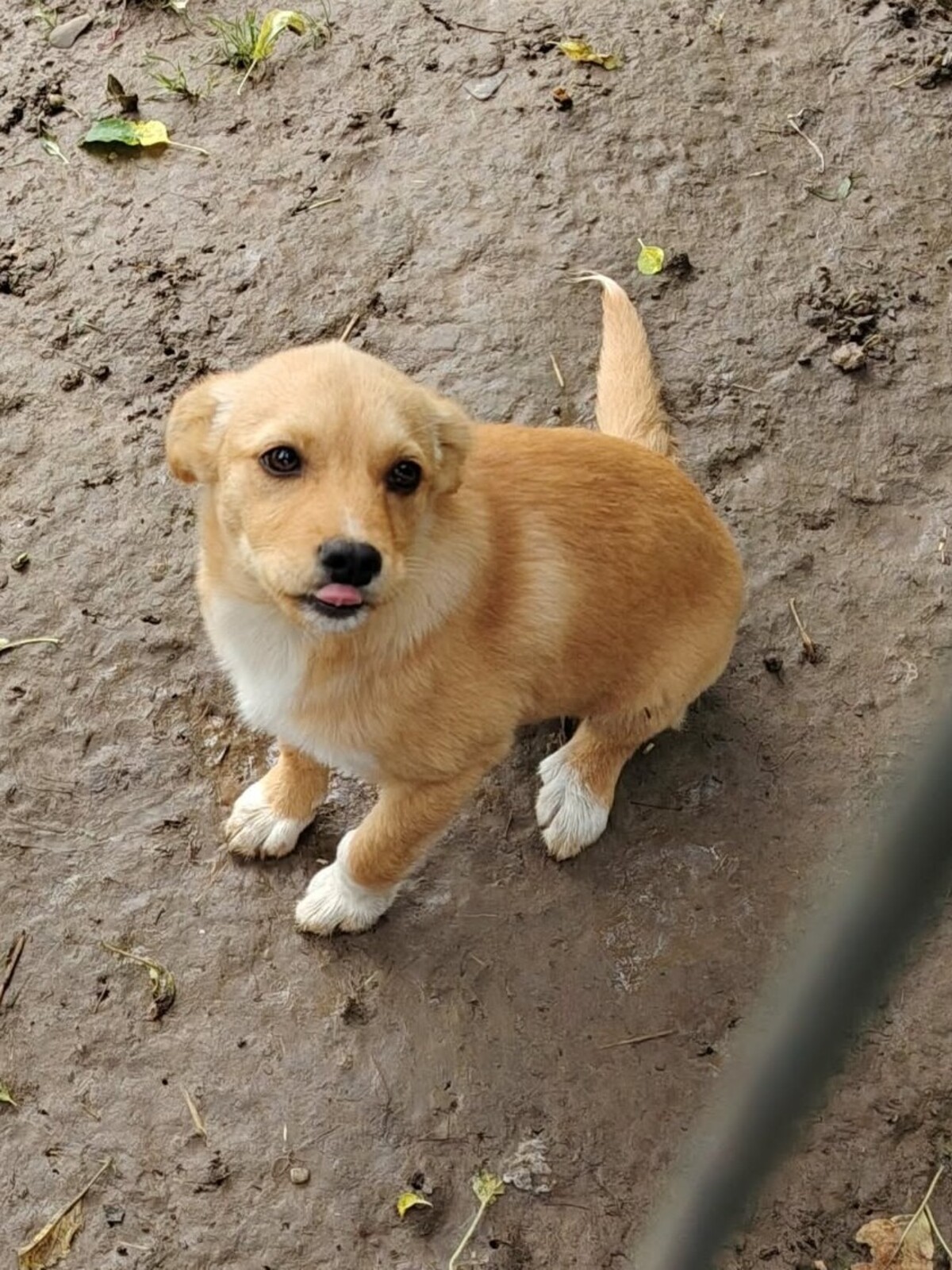 Adoption Jade