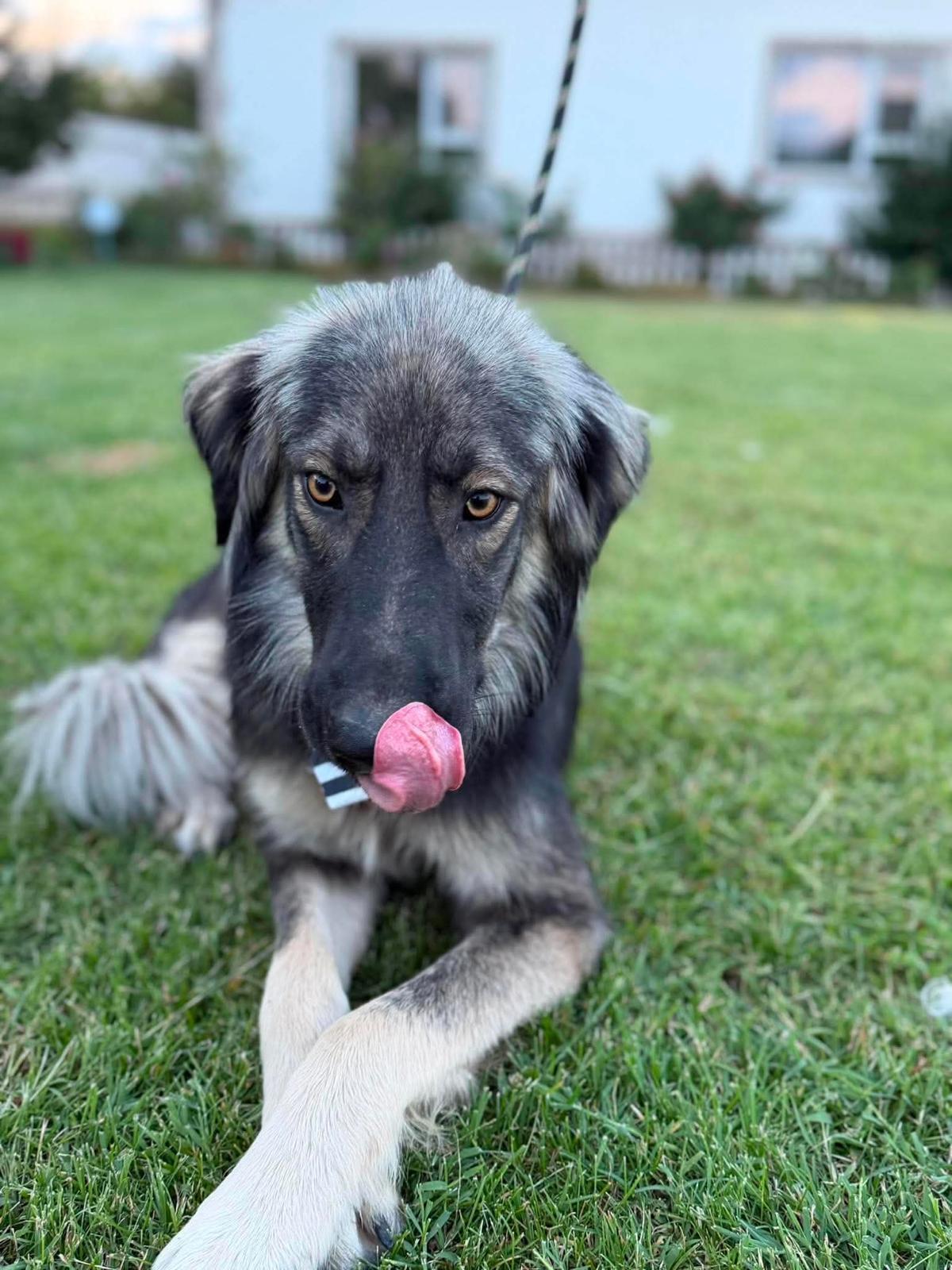 Adoption Devon