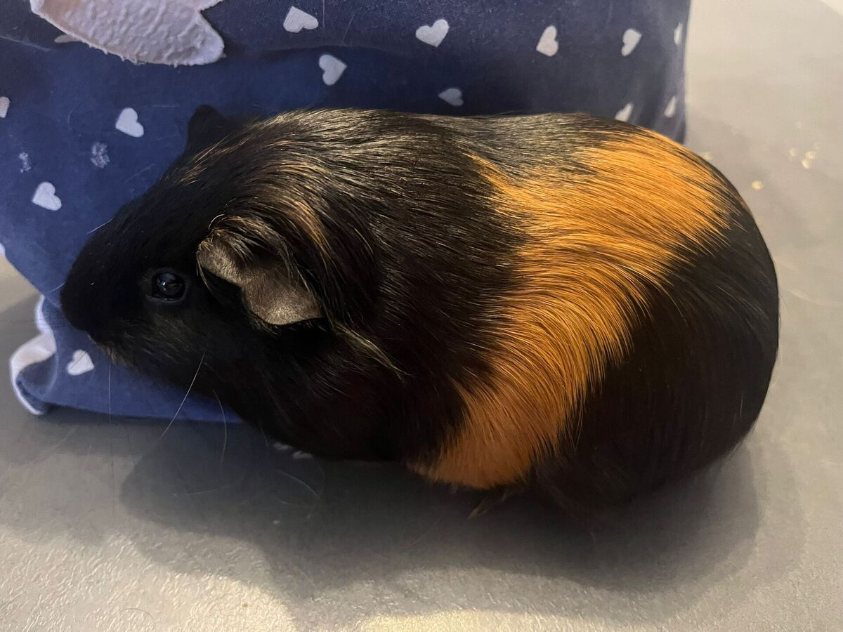 Adoption Little