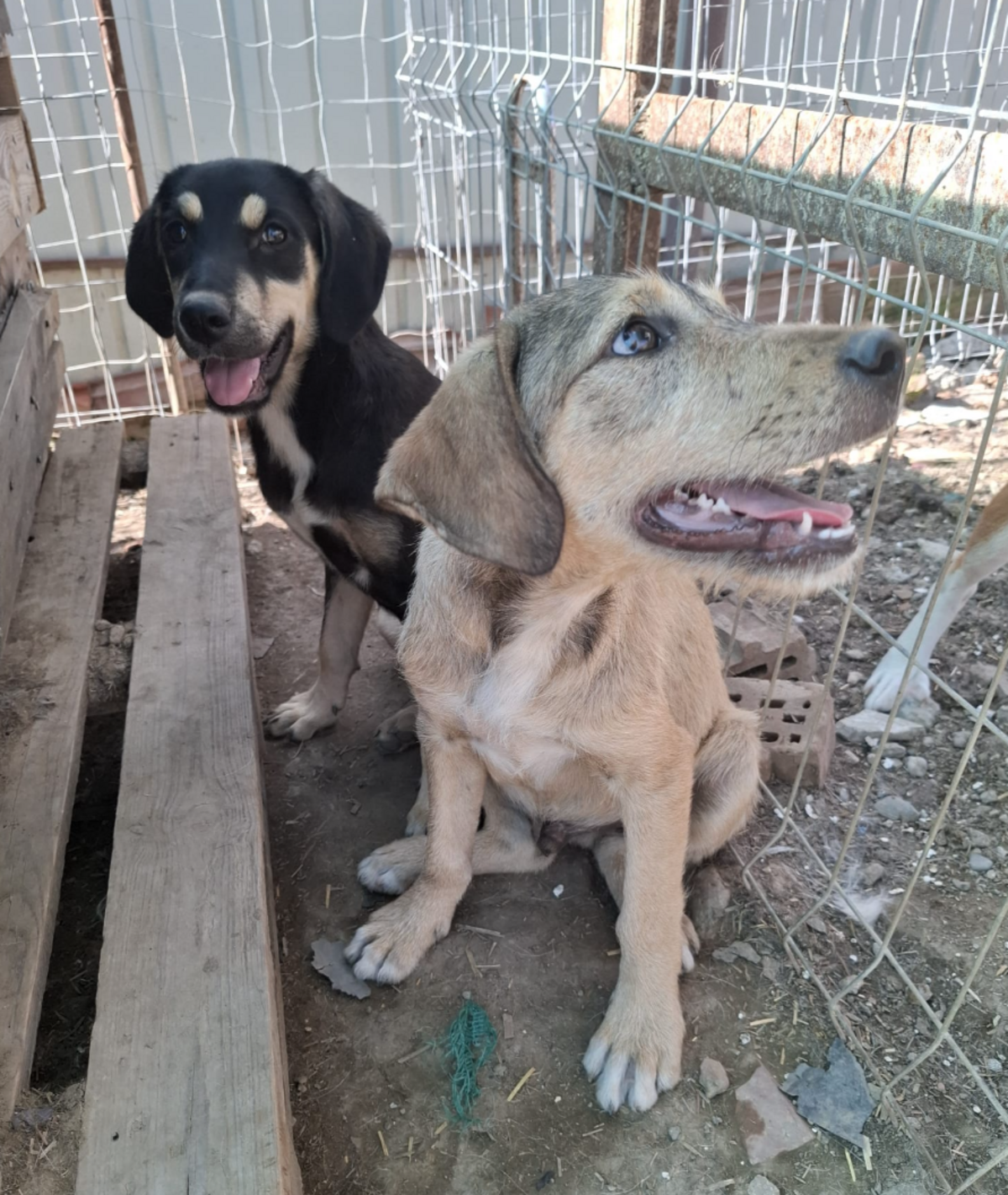 Adoption Ianis