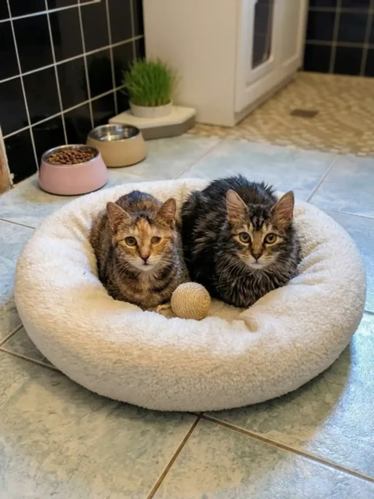Adoption Mirabelle et Funny