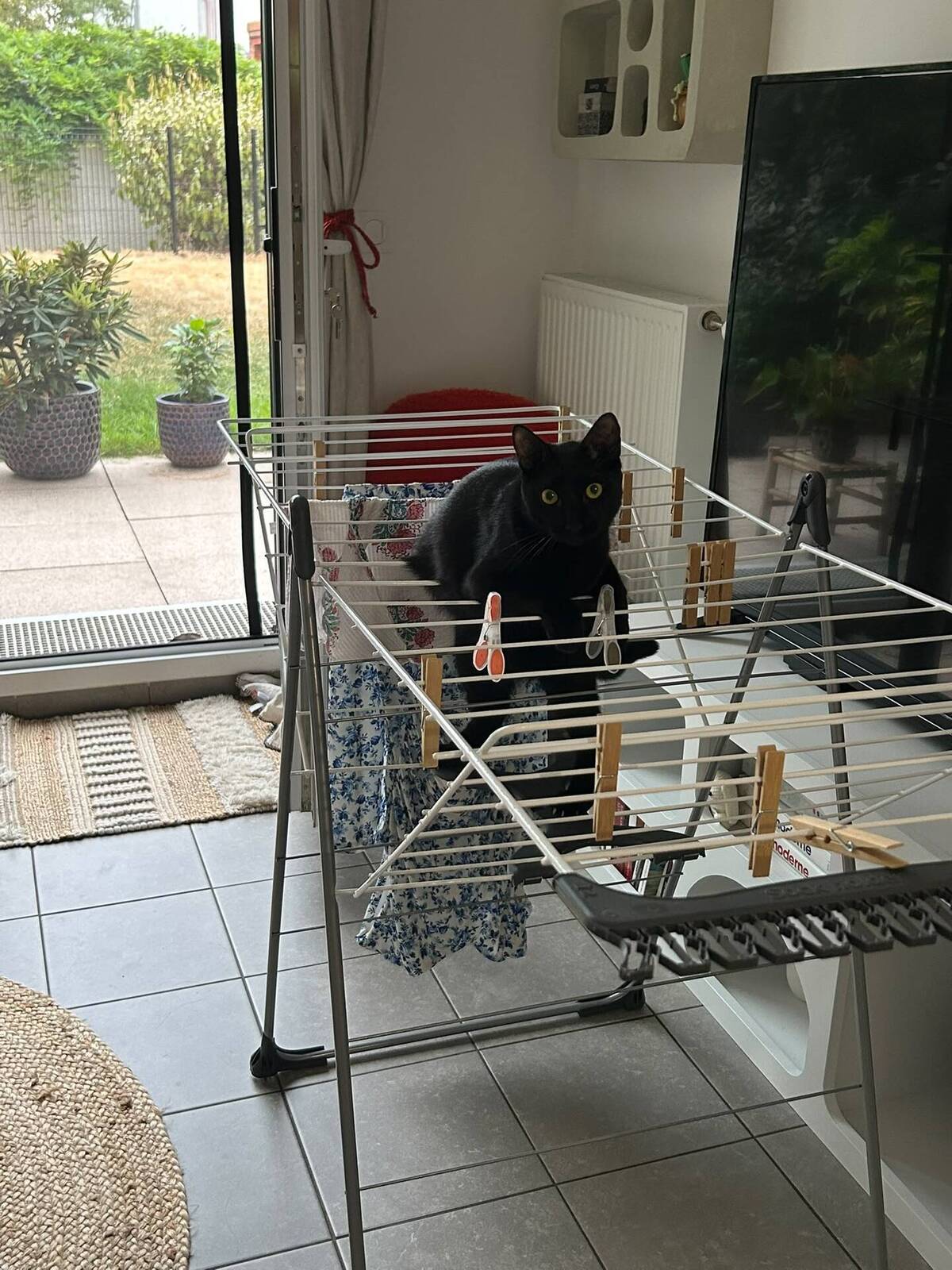 Adoption Ludwig