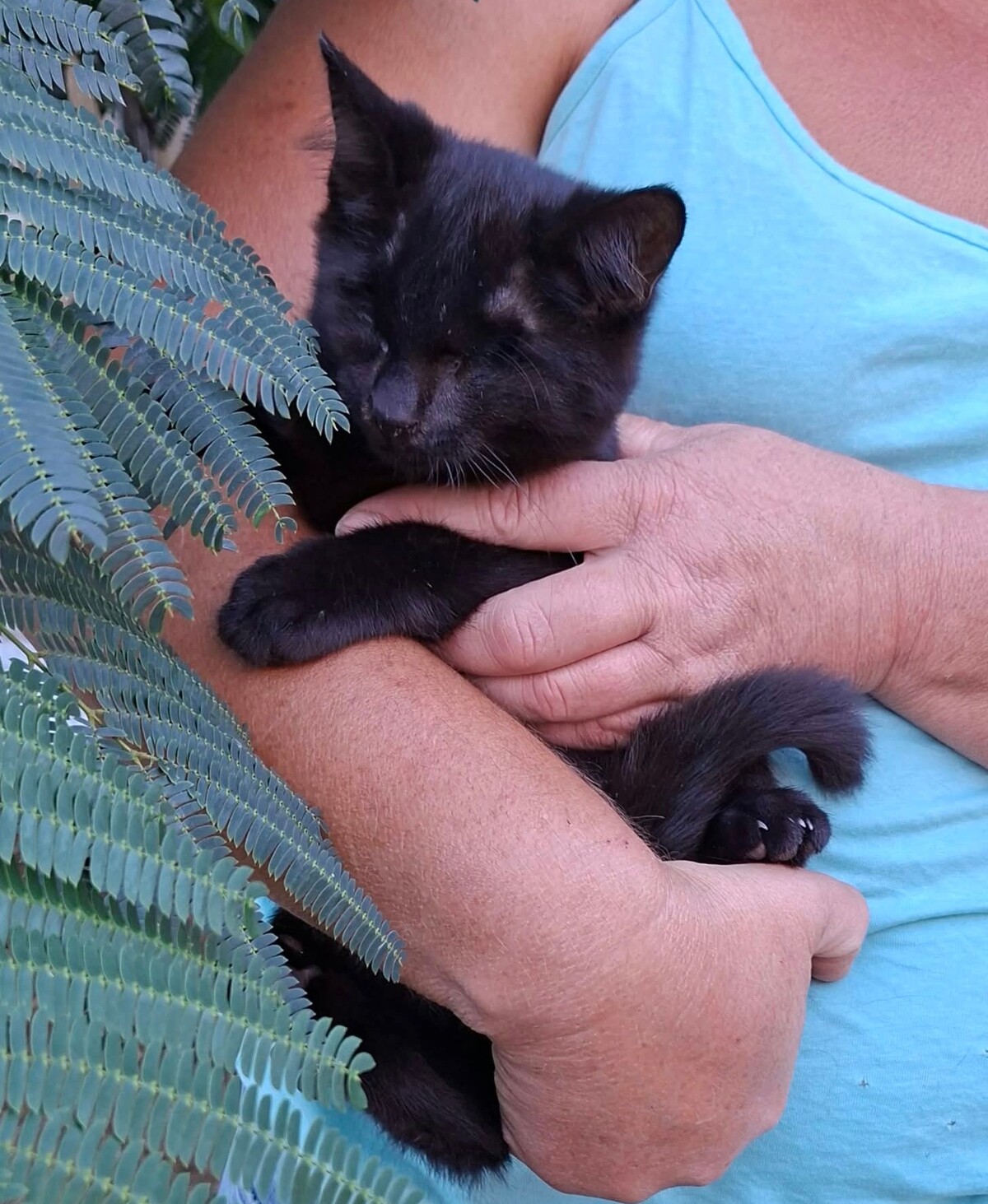 Adoption Gilbert